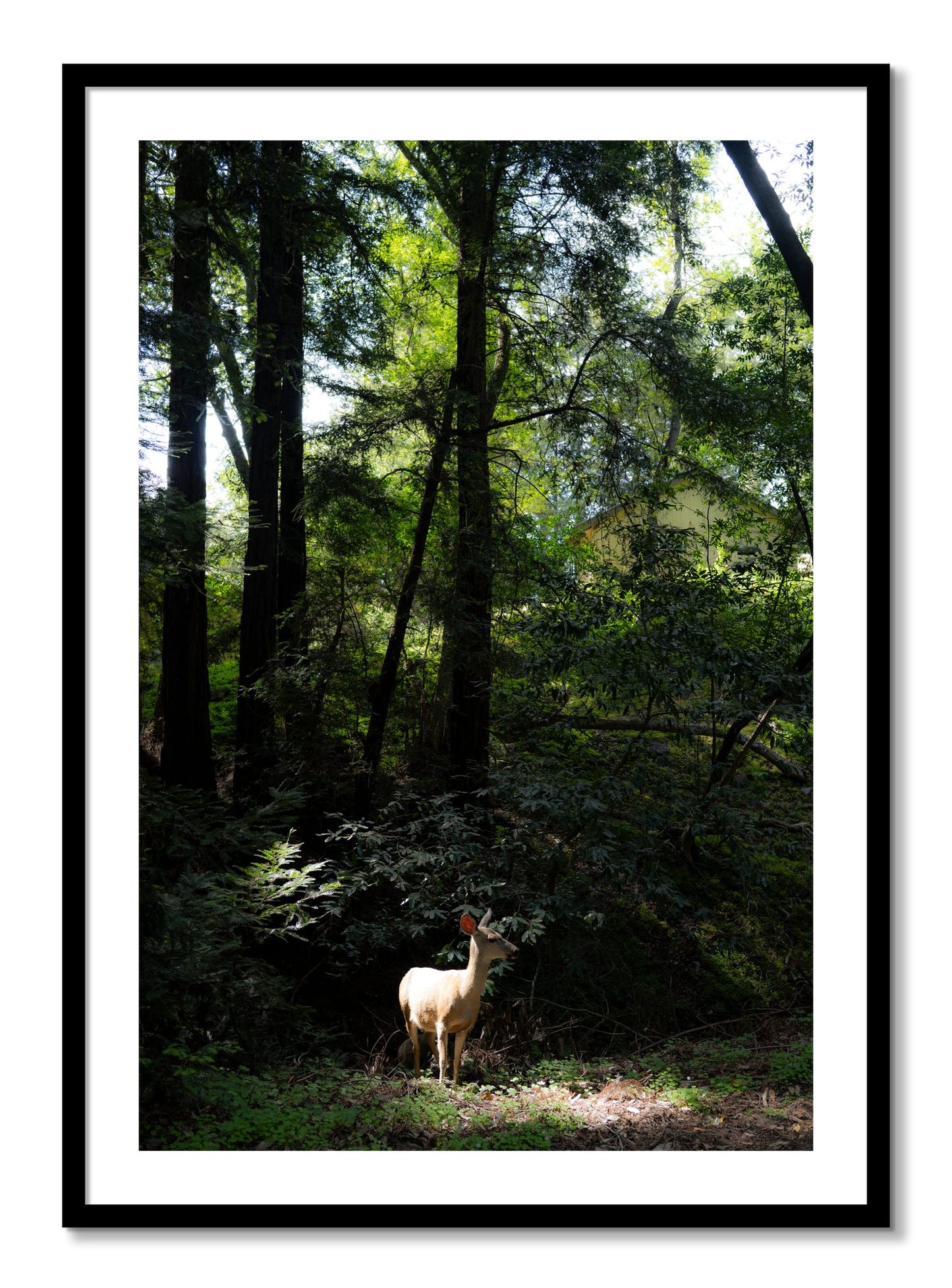 Framed photograph of Doe by Dylan Ozanich, Black frame, Borders