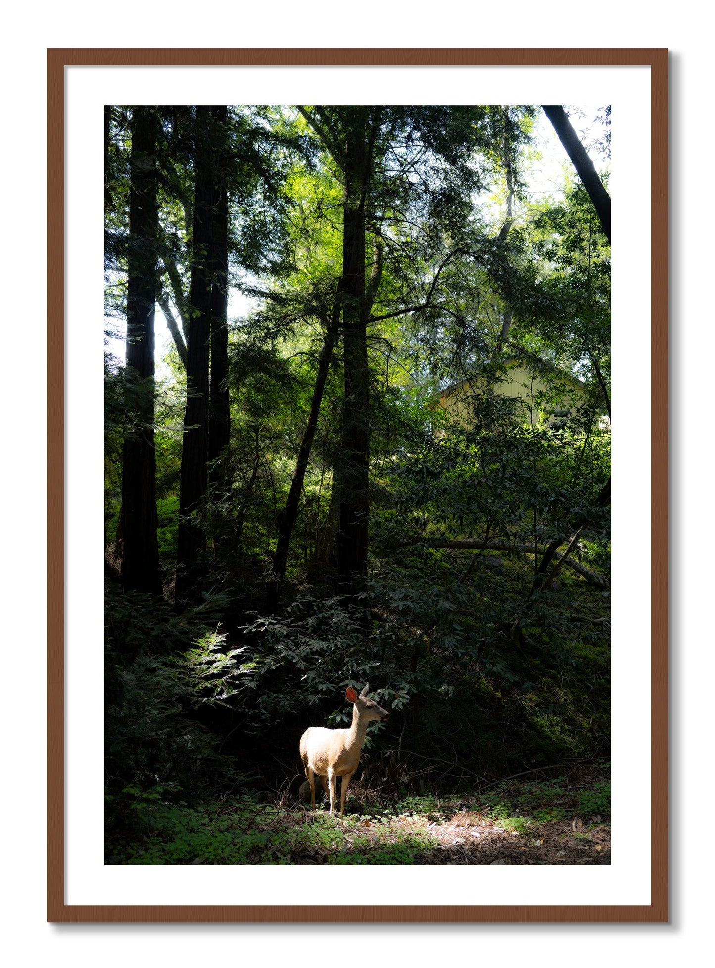 Framed photograph of Doe by Dylan Ozanich, Walnut frame, Borders
