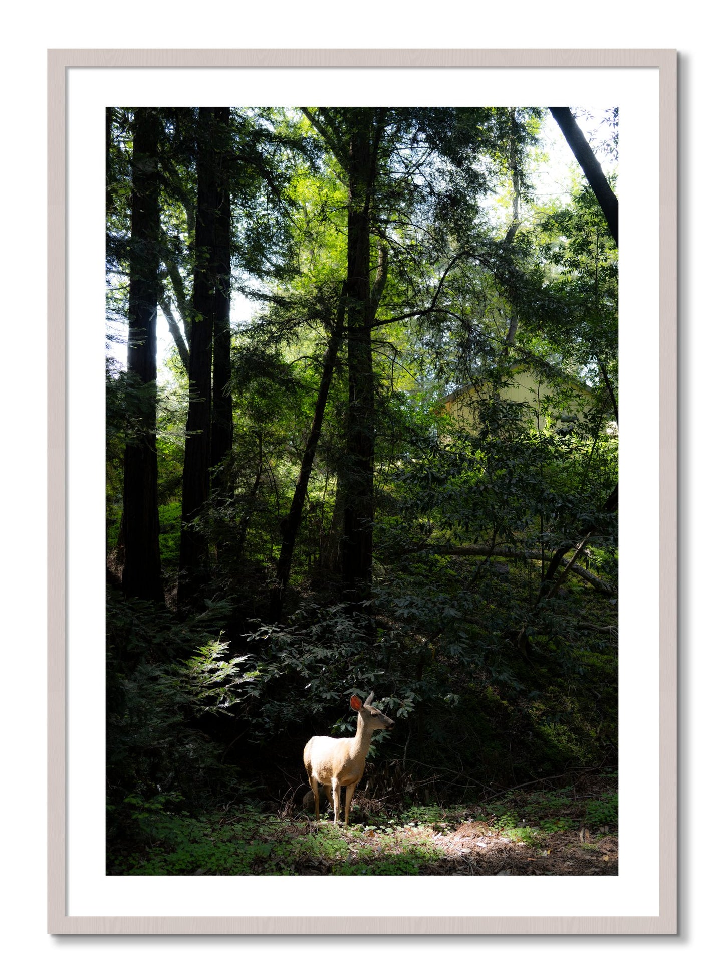 Framed photograph of Doe by Dylan Ozanich, White Maple frame, Borders