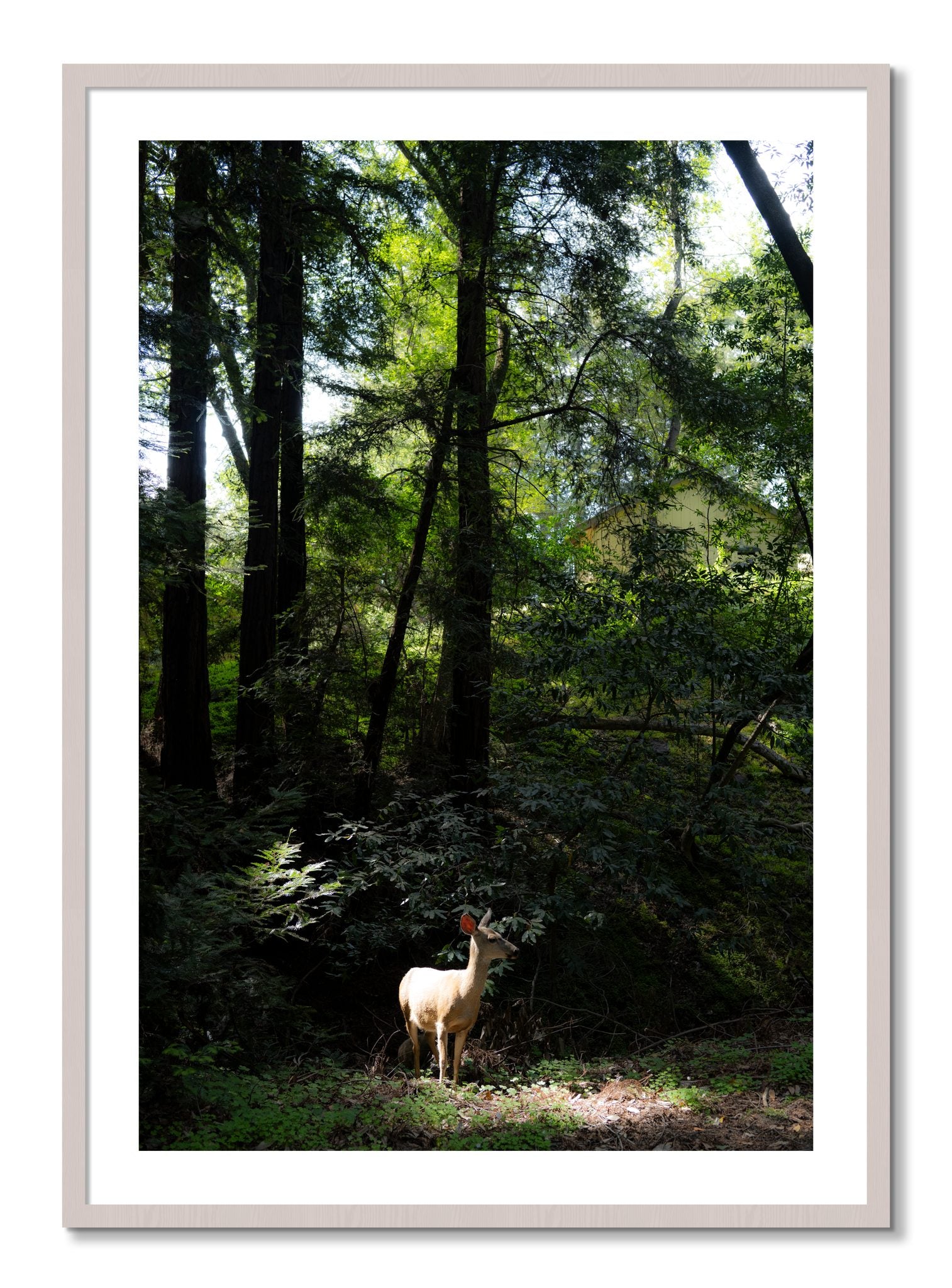 Framed photograph of Doe by Dylan Ozanich, White Maple frame, Borders