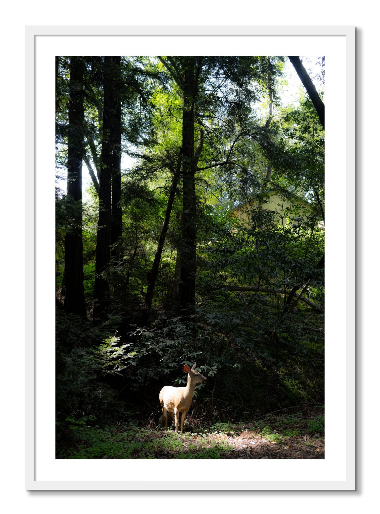 Framed photograph of Doe by Dylan Ozanich, White frame, Borders