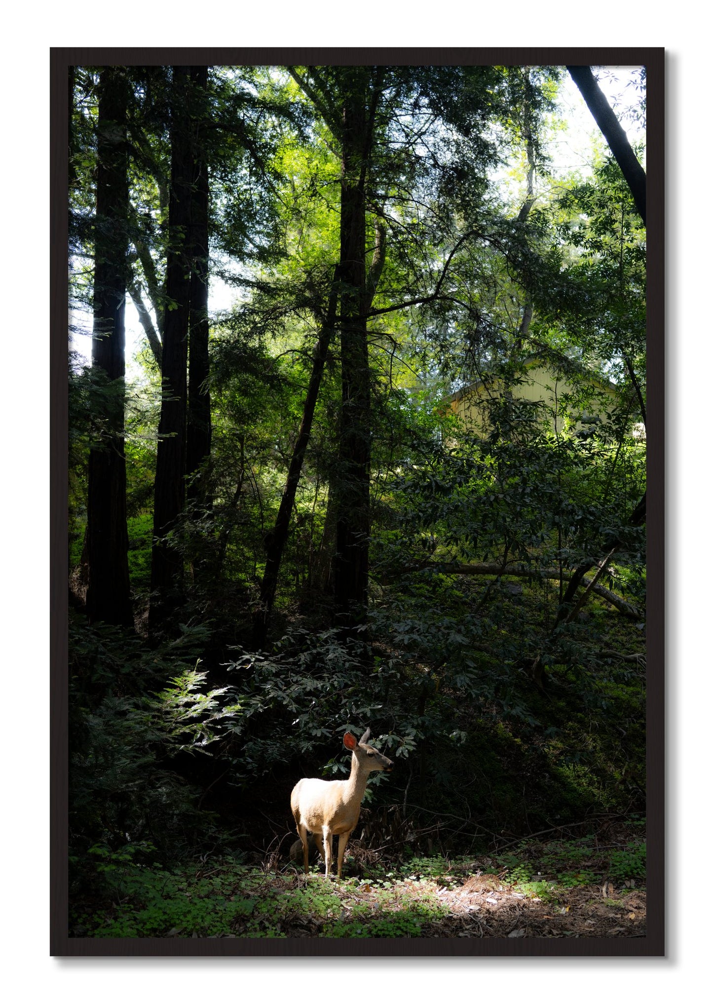 Framed photograph of Doe by Dylan Ozanich, Black Walnut frame, Full Bleed