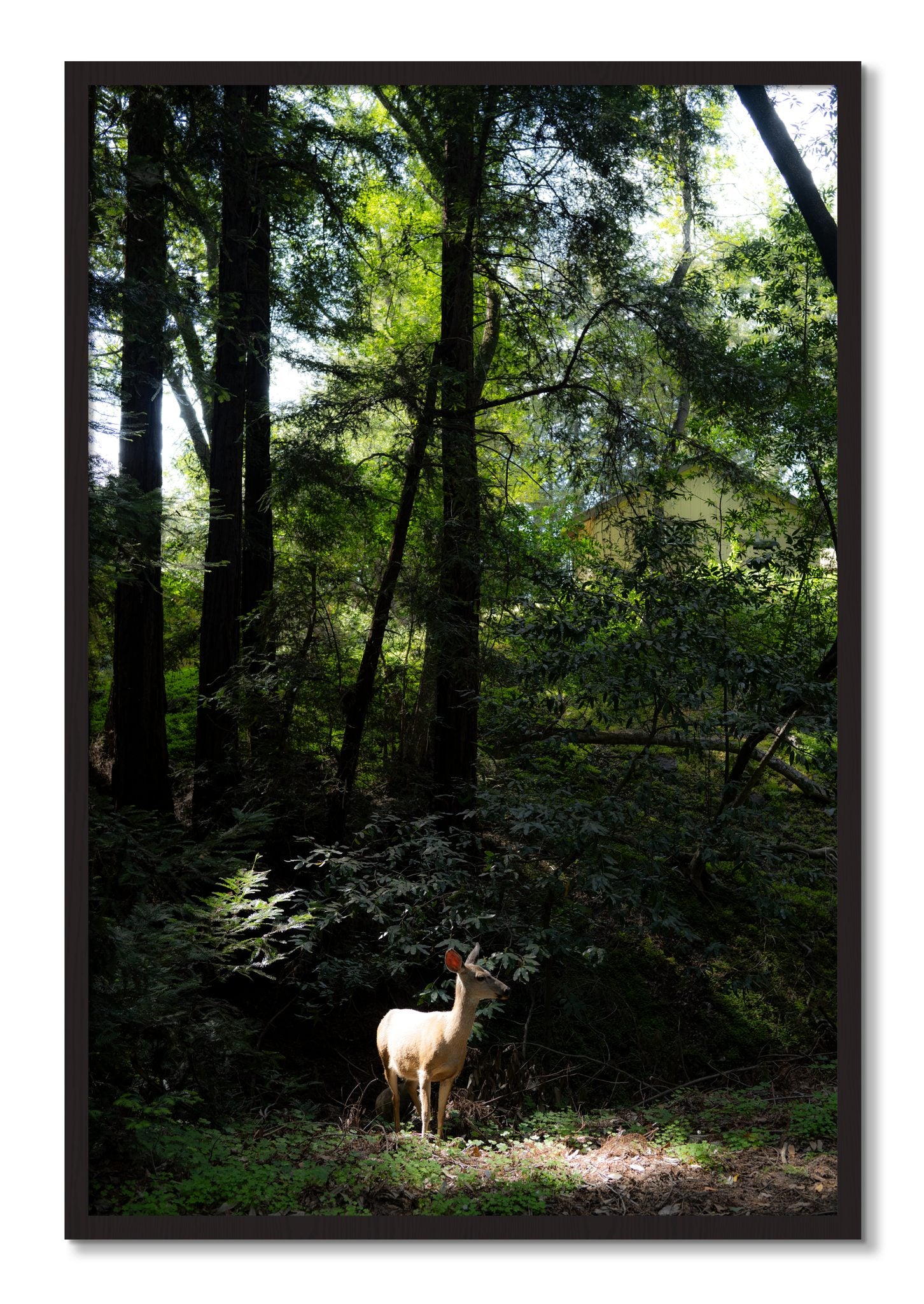 Framed photograph of Doe by Dylan Ozanich, Black Walnut frame, Full Bleed