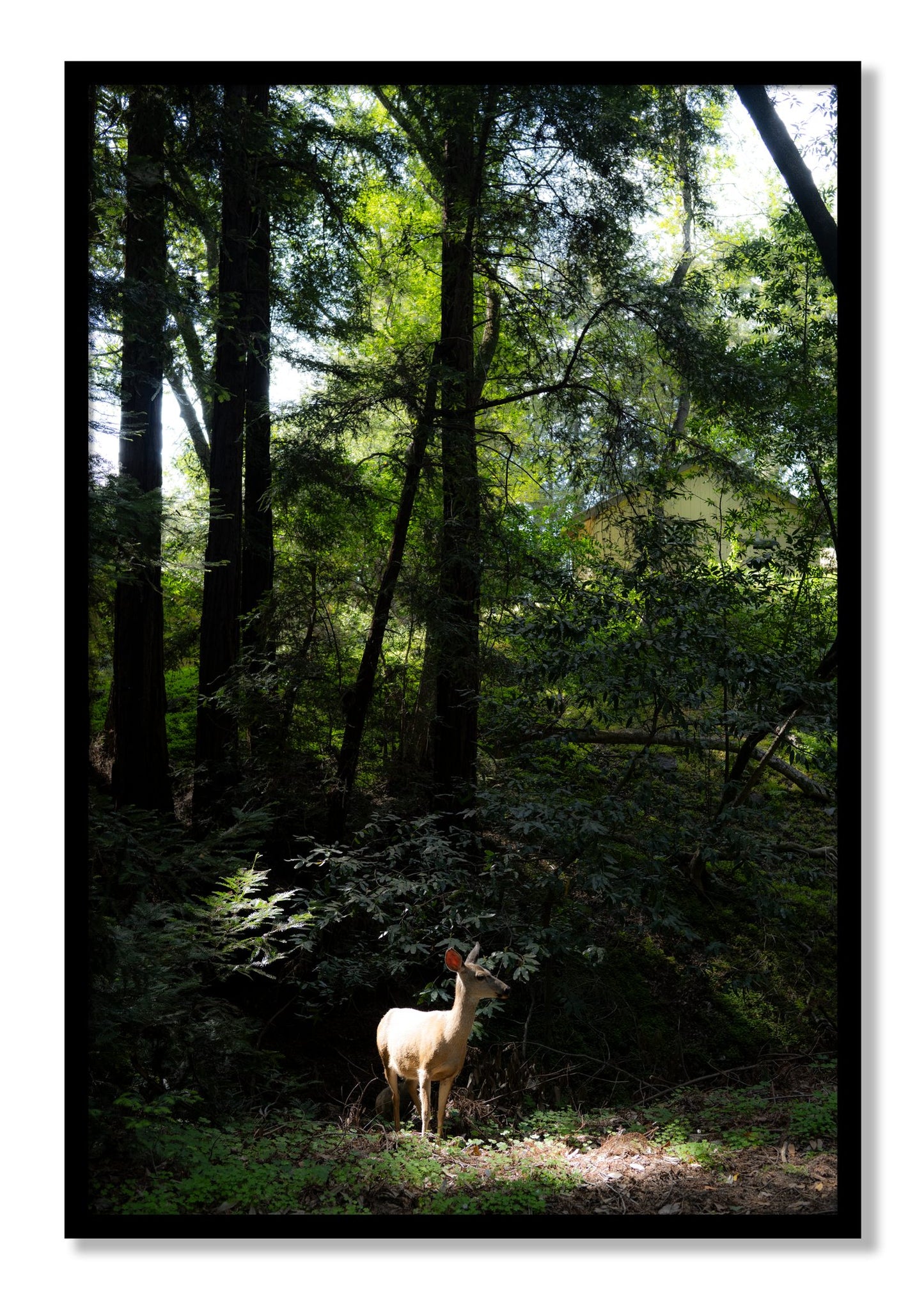 Framed photograph of Doe by Dylan Ozanich, Black frame, Full Bleed