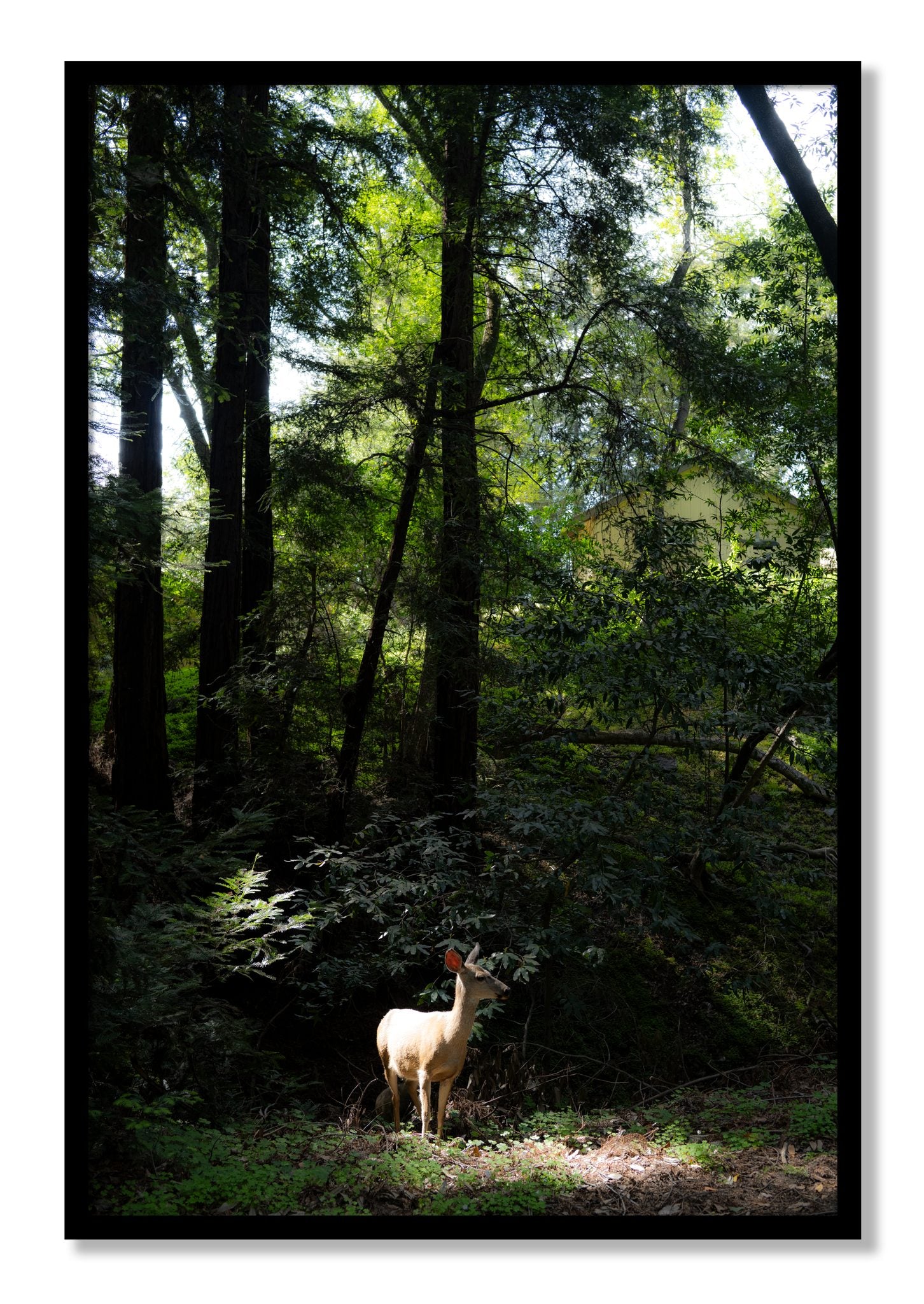Framed photograph of Doe by Dylan Ozanich, Black frame, Full Bleed