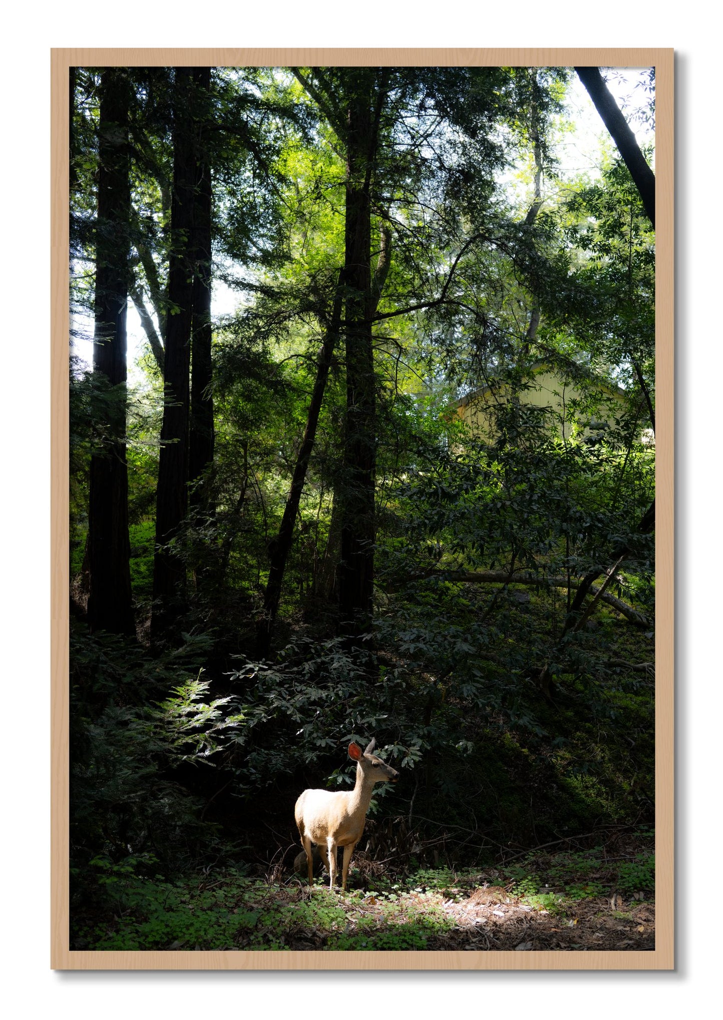 Framed photograph of Doe by Dylan Ozanich, Oak frame, Full Bleed
