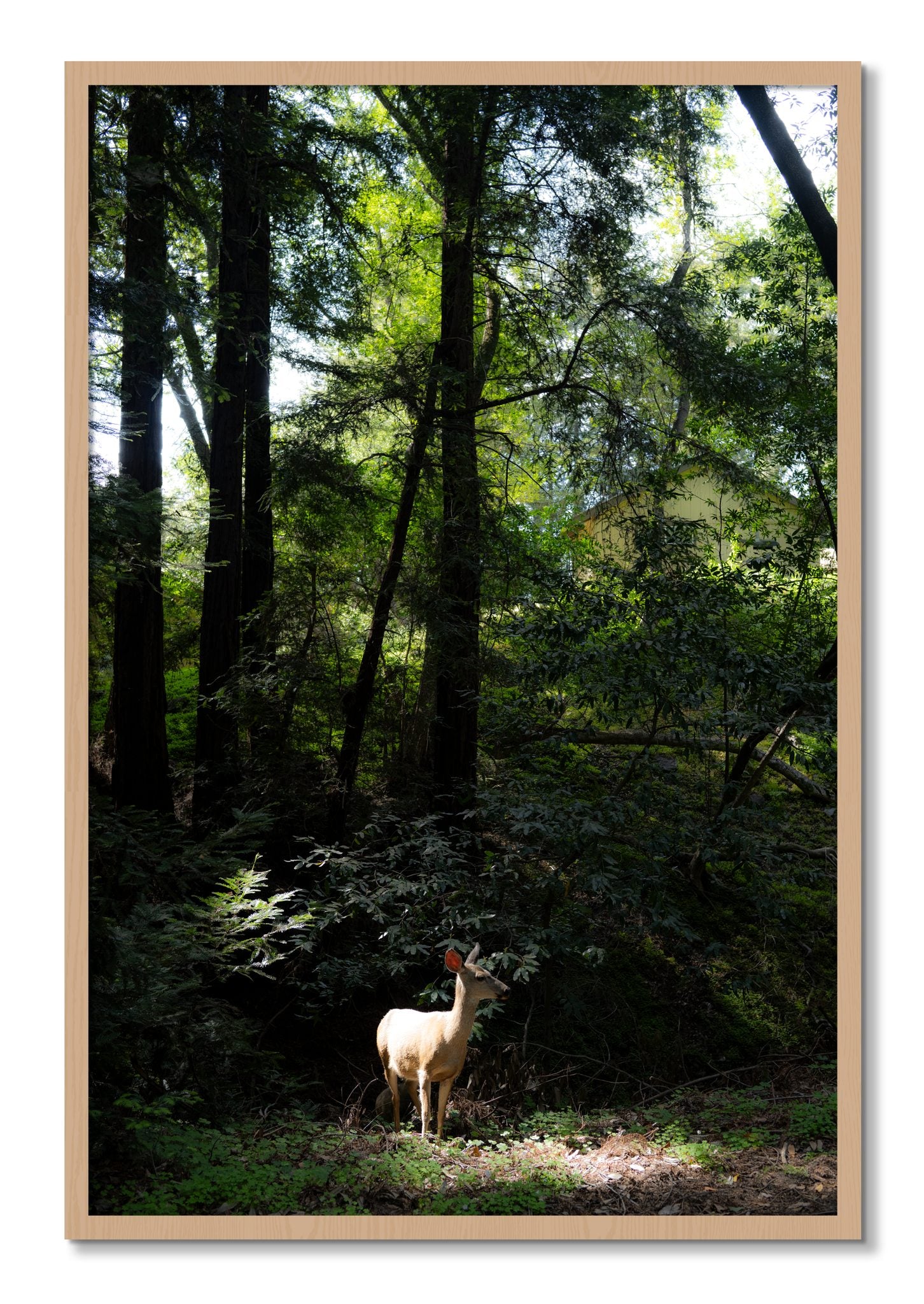 Framed photograph of Doe by Dylan Ozanich, Oak frame, Full Bleed