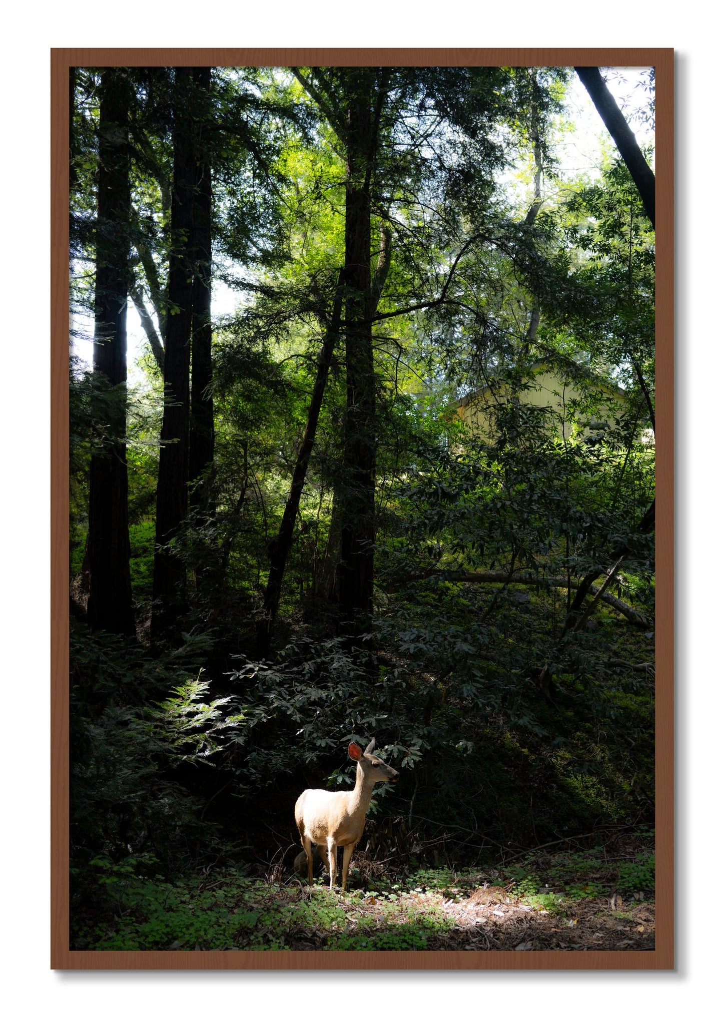Framed photograph of Doe by Dylan Ozanich, Walnut frame, Full Bleed