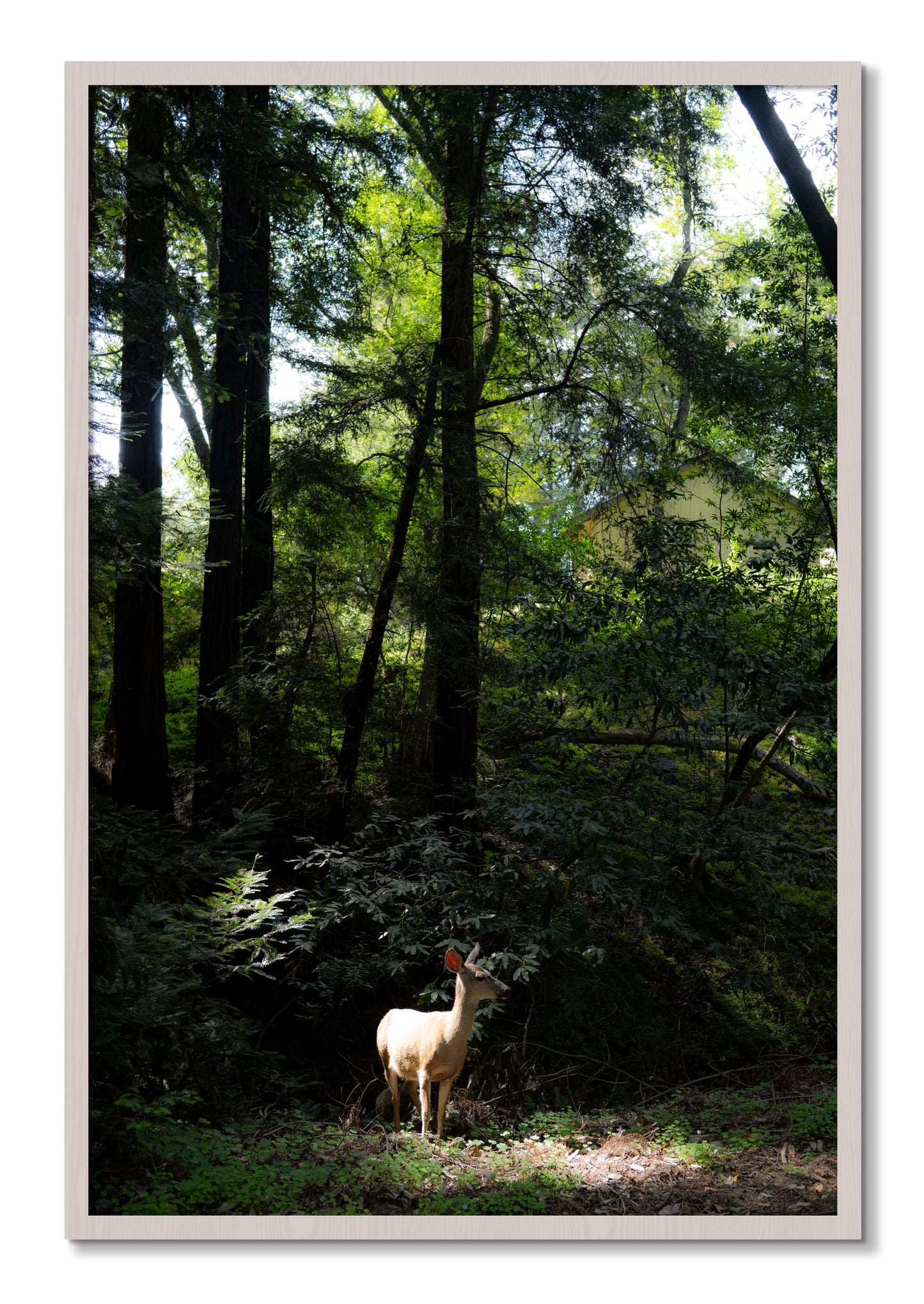 Framed photograph of Doe by Dylan Ozanich, White Maple frame, Full Bleed