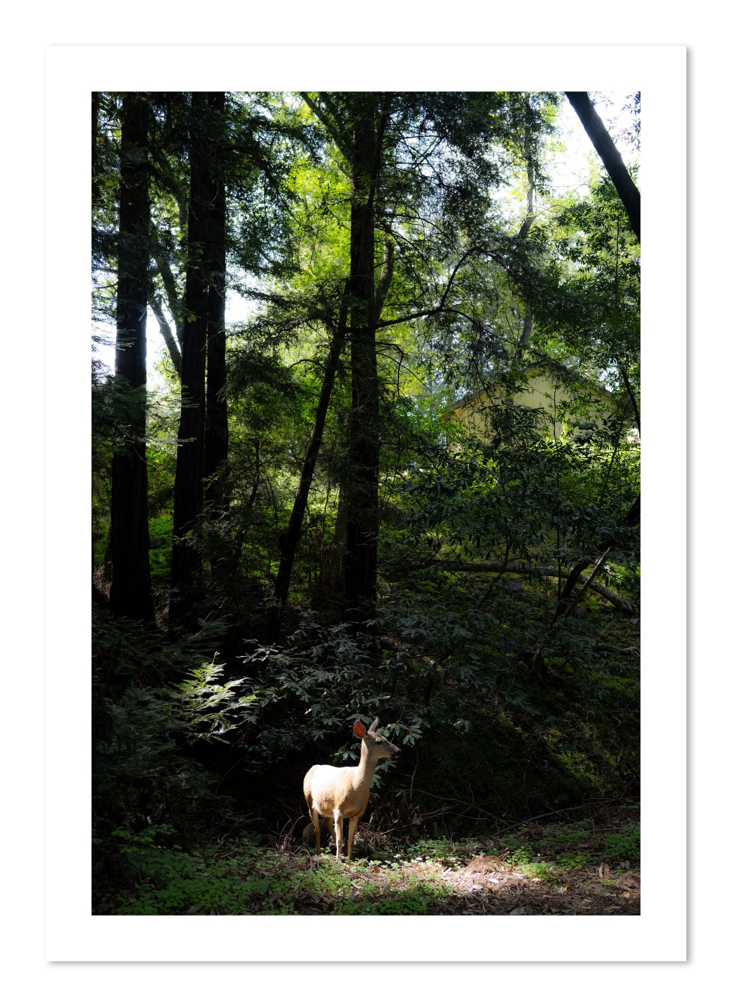 Fine art print of Doe by Dylan Ozanich, unframed
