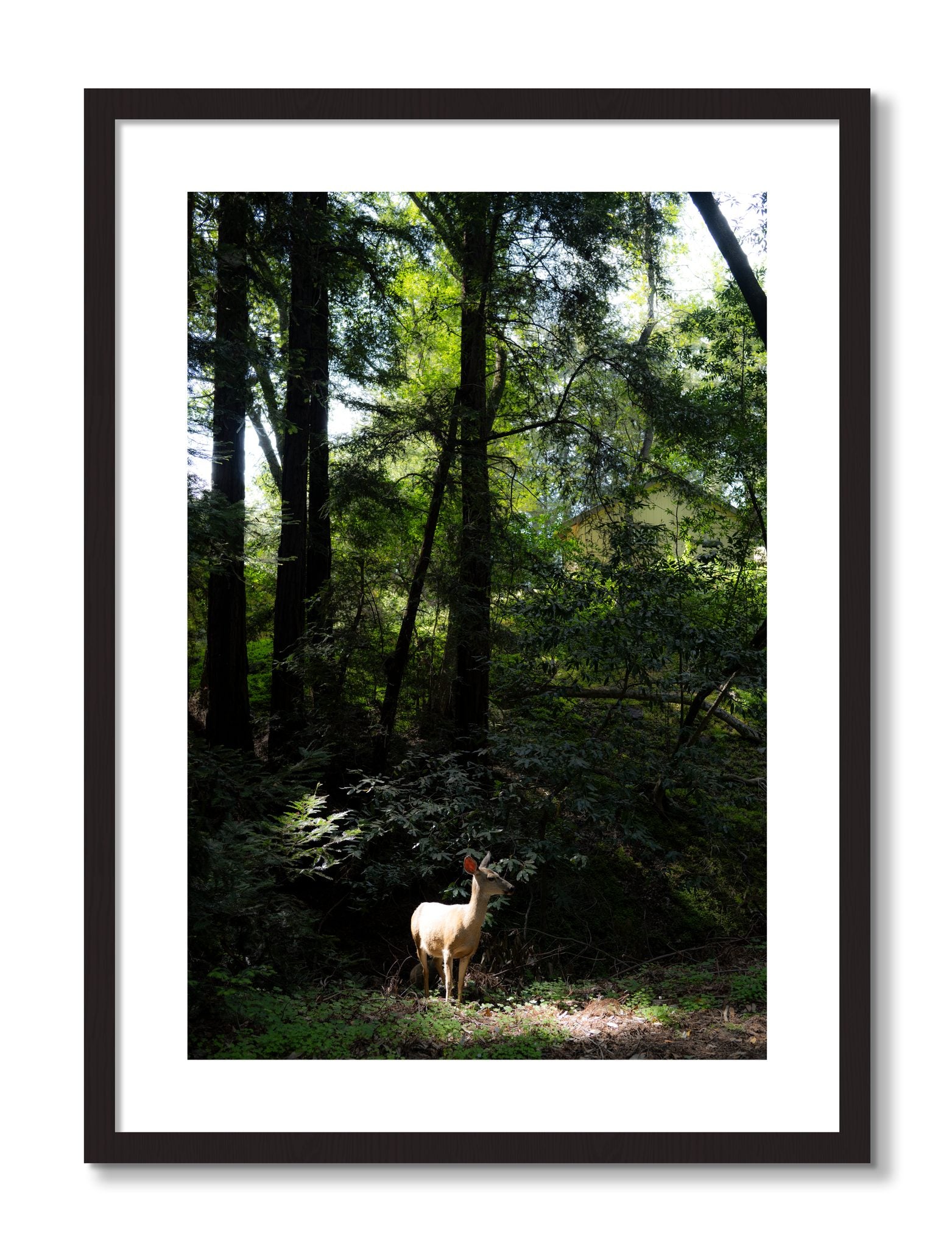 Framed photograph of Doe by Dylan Ozanich, Black Walnut frame, Borders