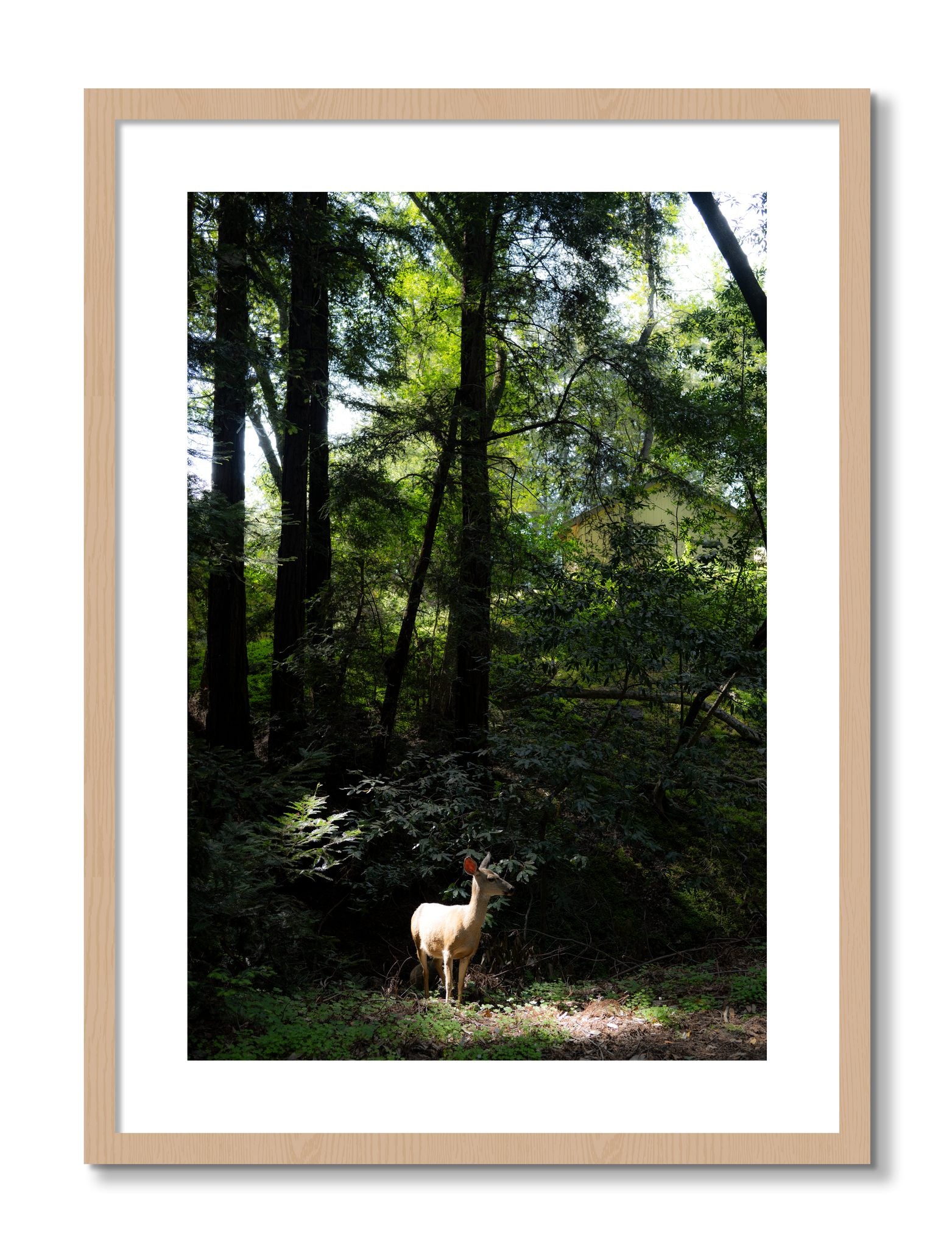 Framed photograph of Doe by Dylan Ozanich, Oak frame, Borders
