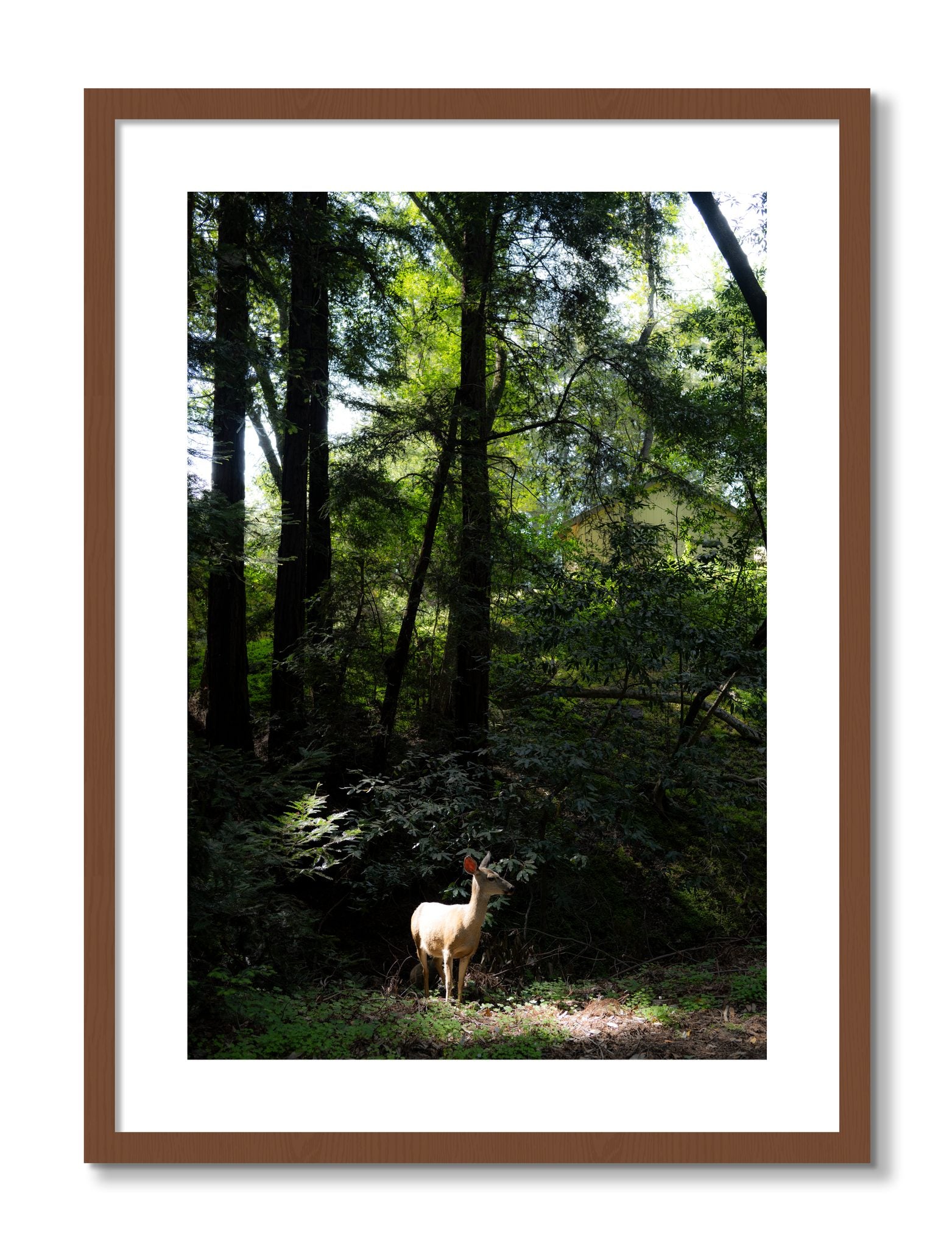 Framed photograph of Doe by Dylan Ozanich, Walnut frame, Borders