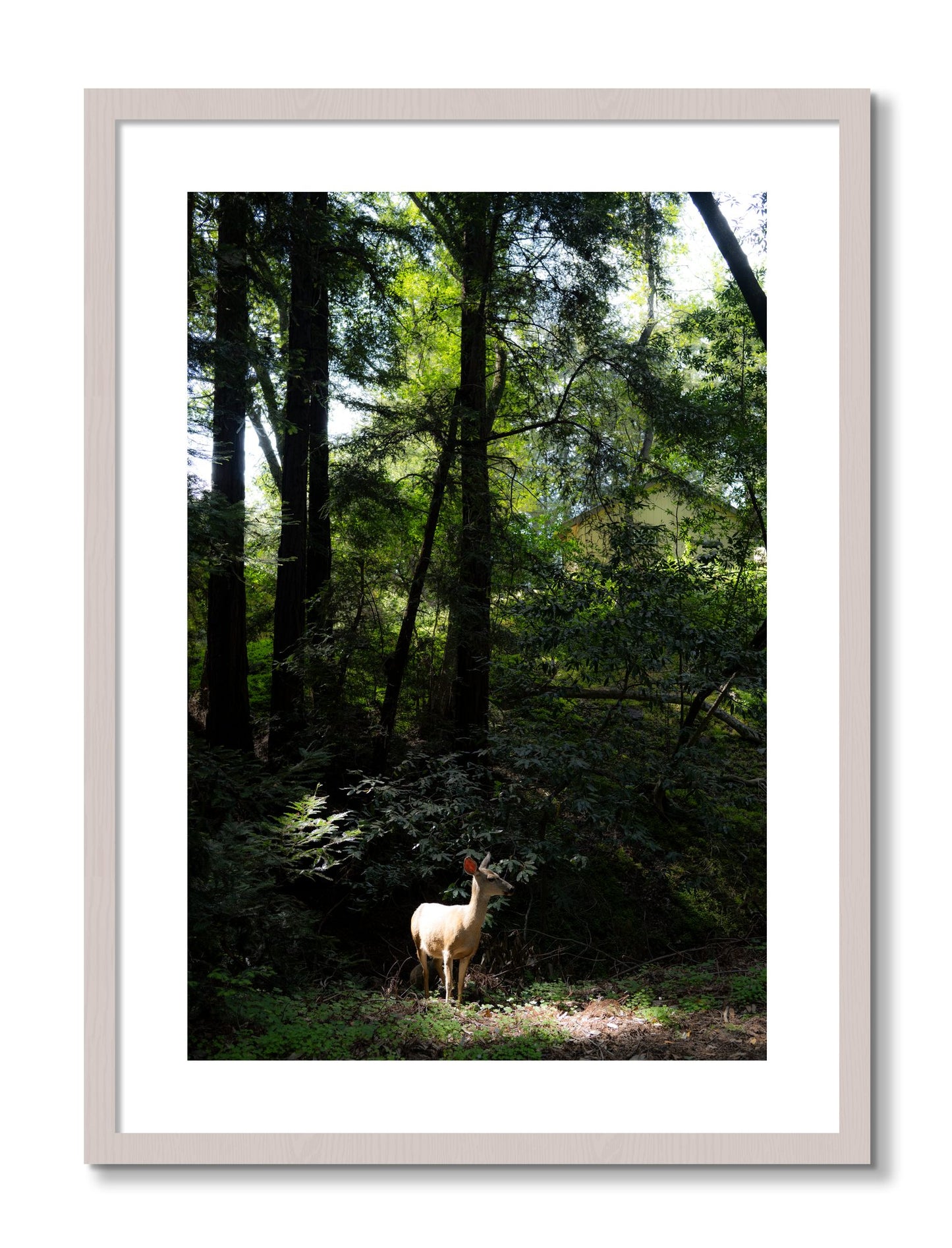 Framed photograph of Doe by Dylan Ozanich, White Maple frame, Borders