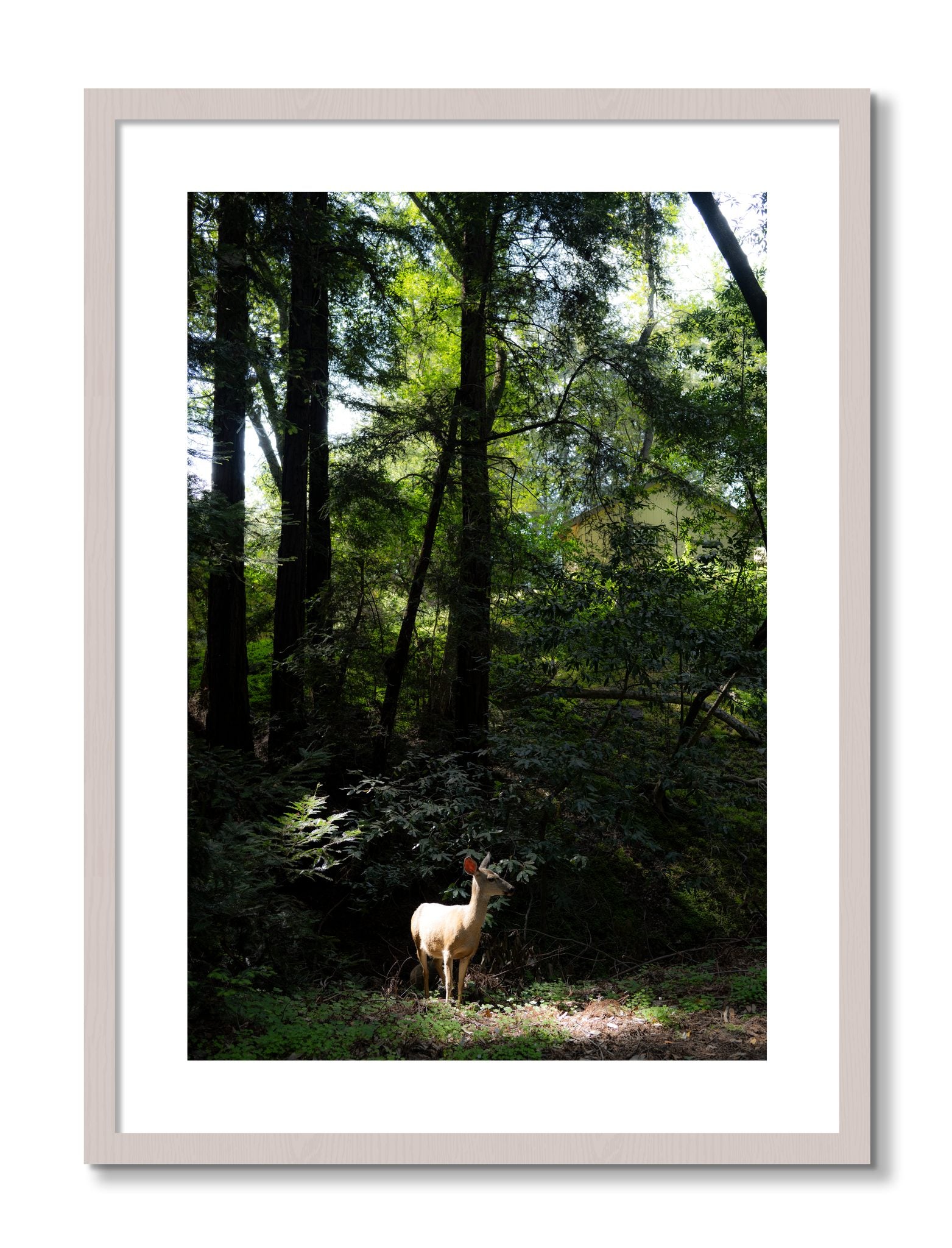 Framed photograph of Doe by Dylan Ozanich, White Maple frame, Borders