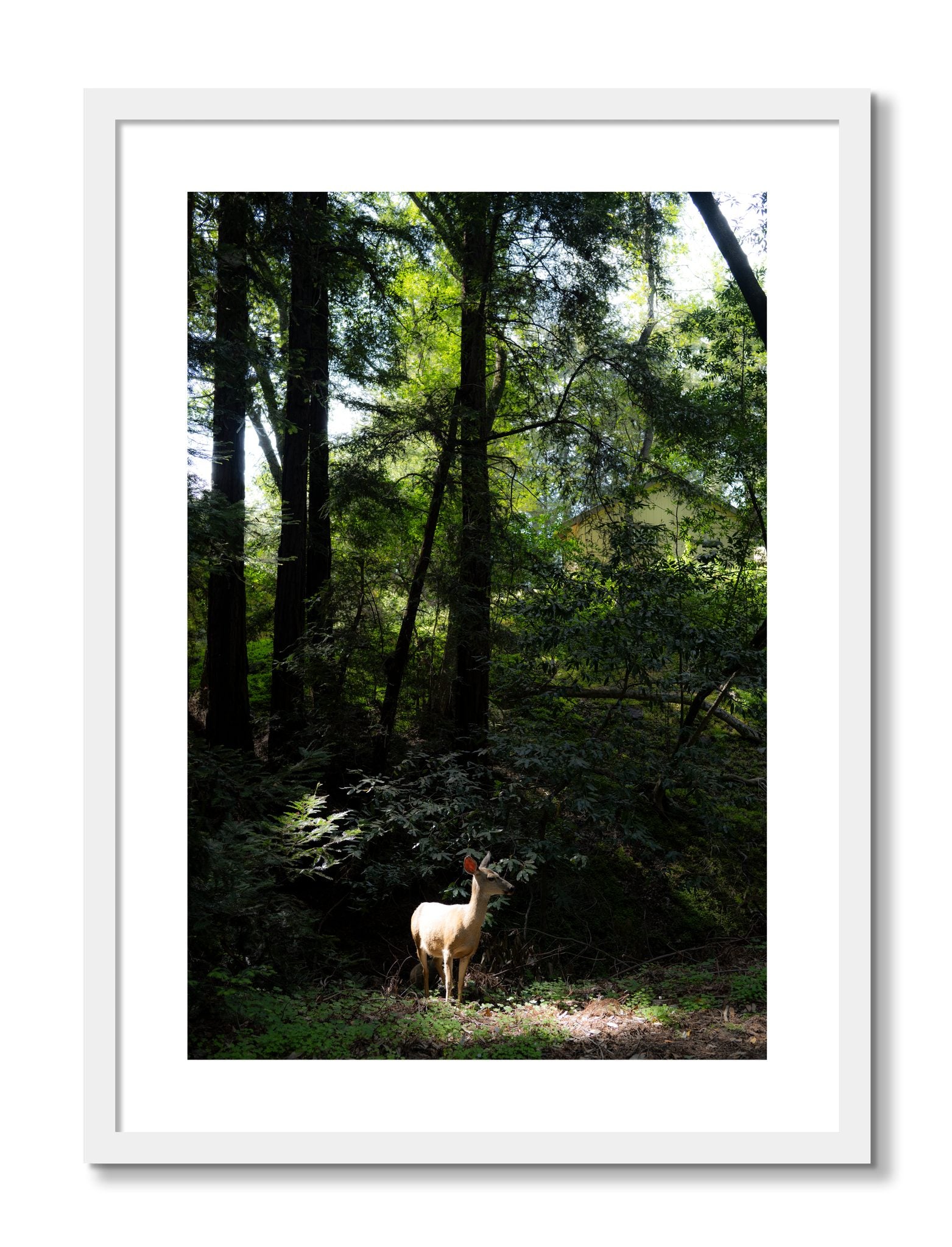 Framed photograph of Doe by Dylan Ozanich, White frame, Borders