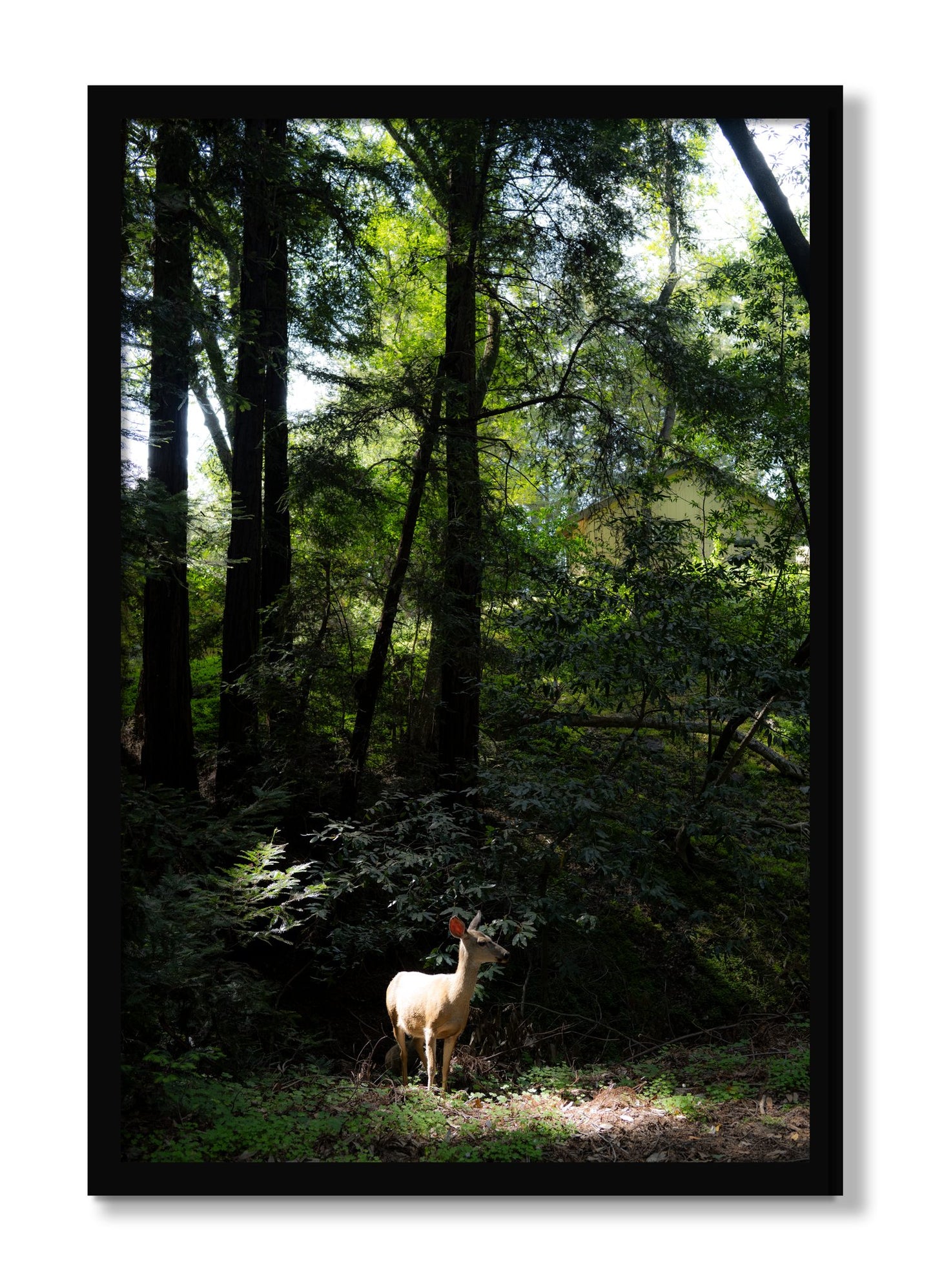 Framed photograph of Doe by Dylan Ozanich, Black frame, Full Bleed