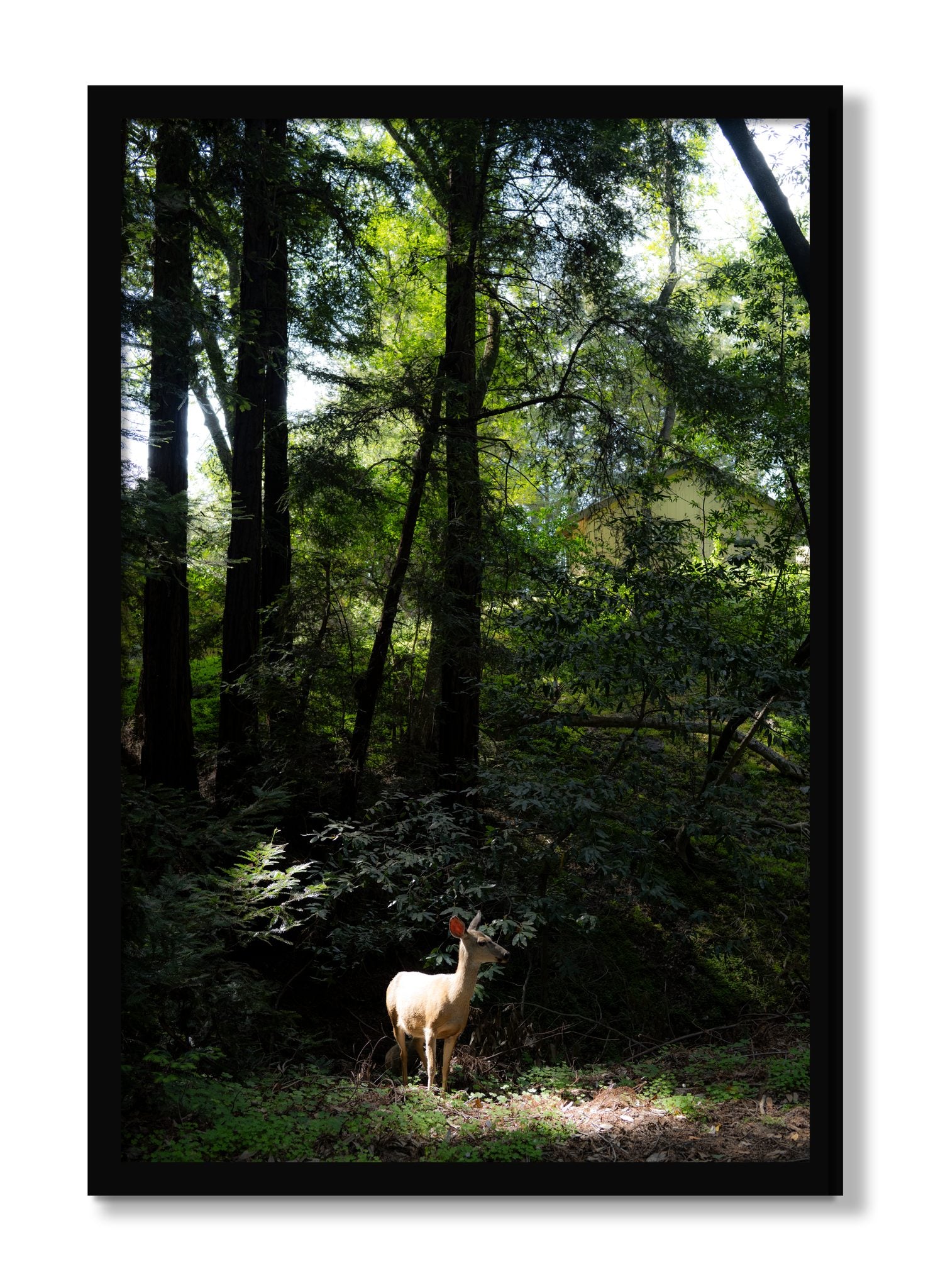 Framed photograph of Doe by Dylan Ozanich, Black frame, Full Bleed