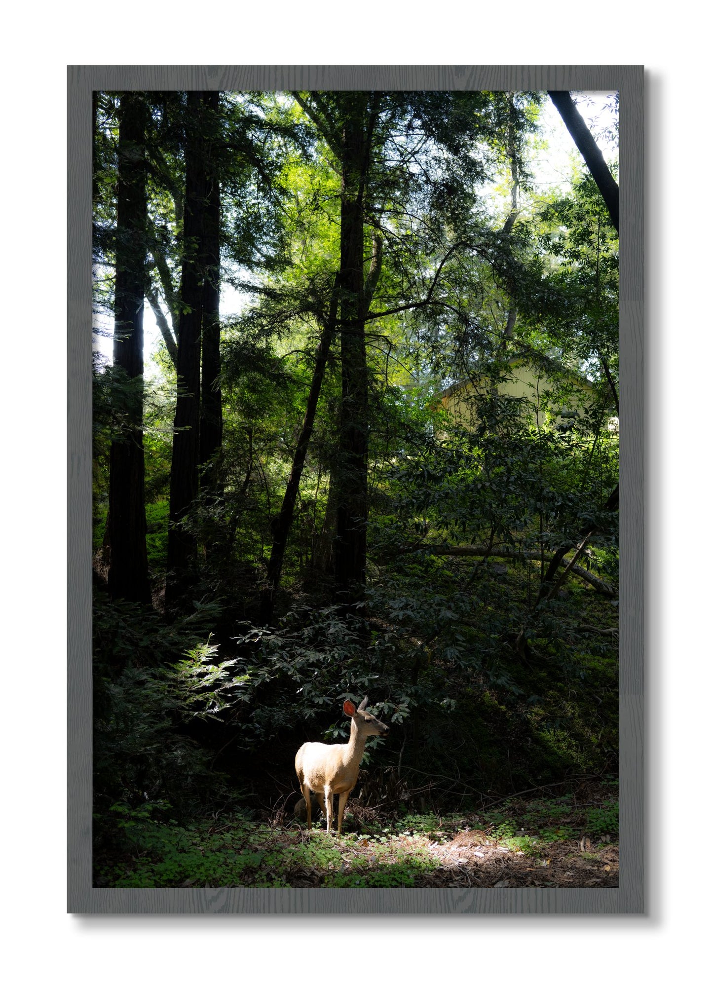 Framed photograph of Doe by Dylan Ozanich, Grey frame, Full Bleed