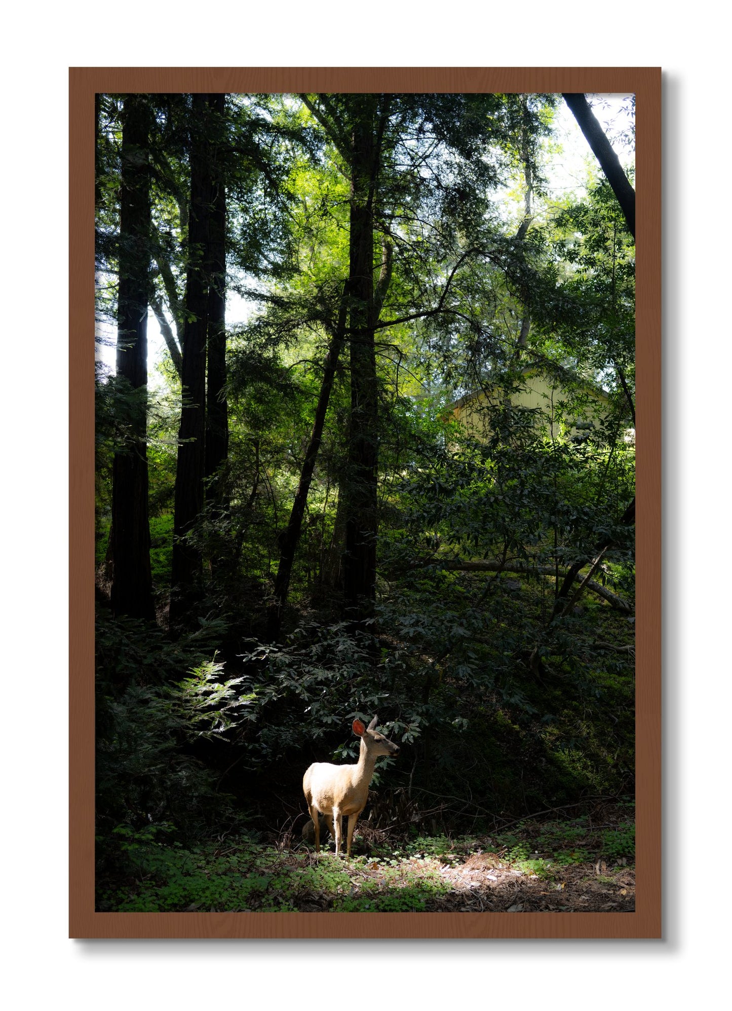 Framed photograph of Doe by Dylan Ozanich, Walnut frame, Full Bleed