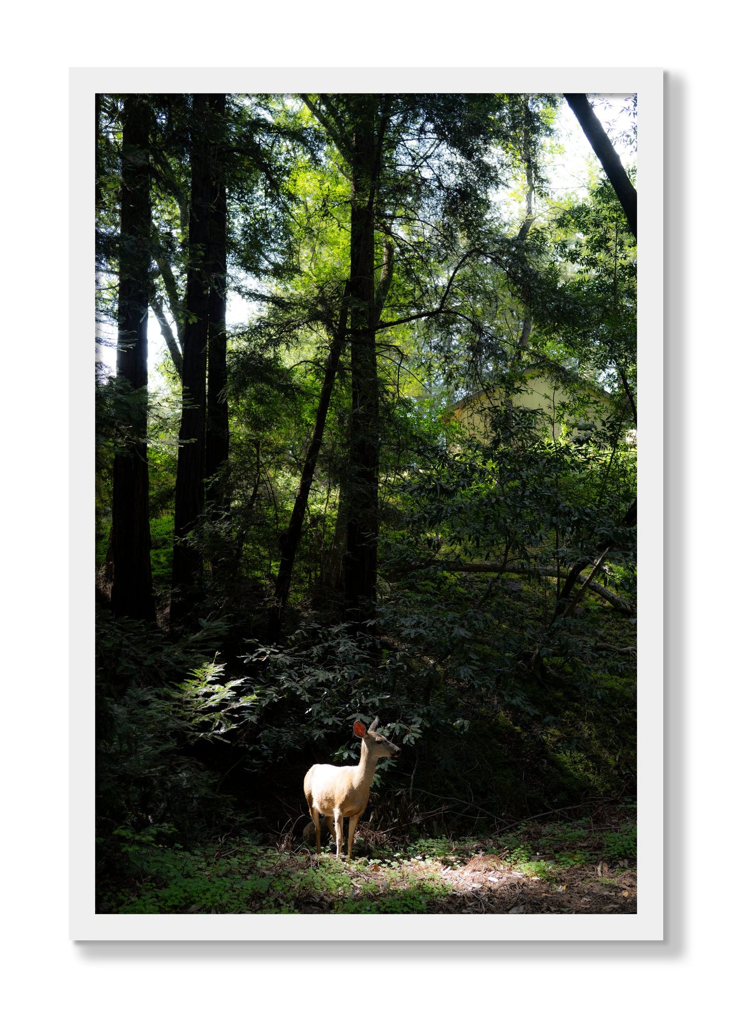 Framed photograph of Doe by Dylan Ozanich, White frame, Full Bleed