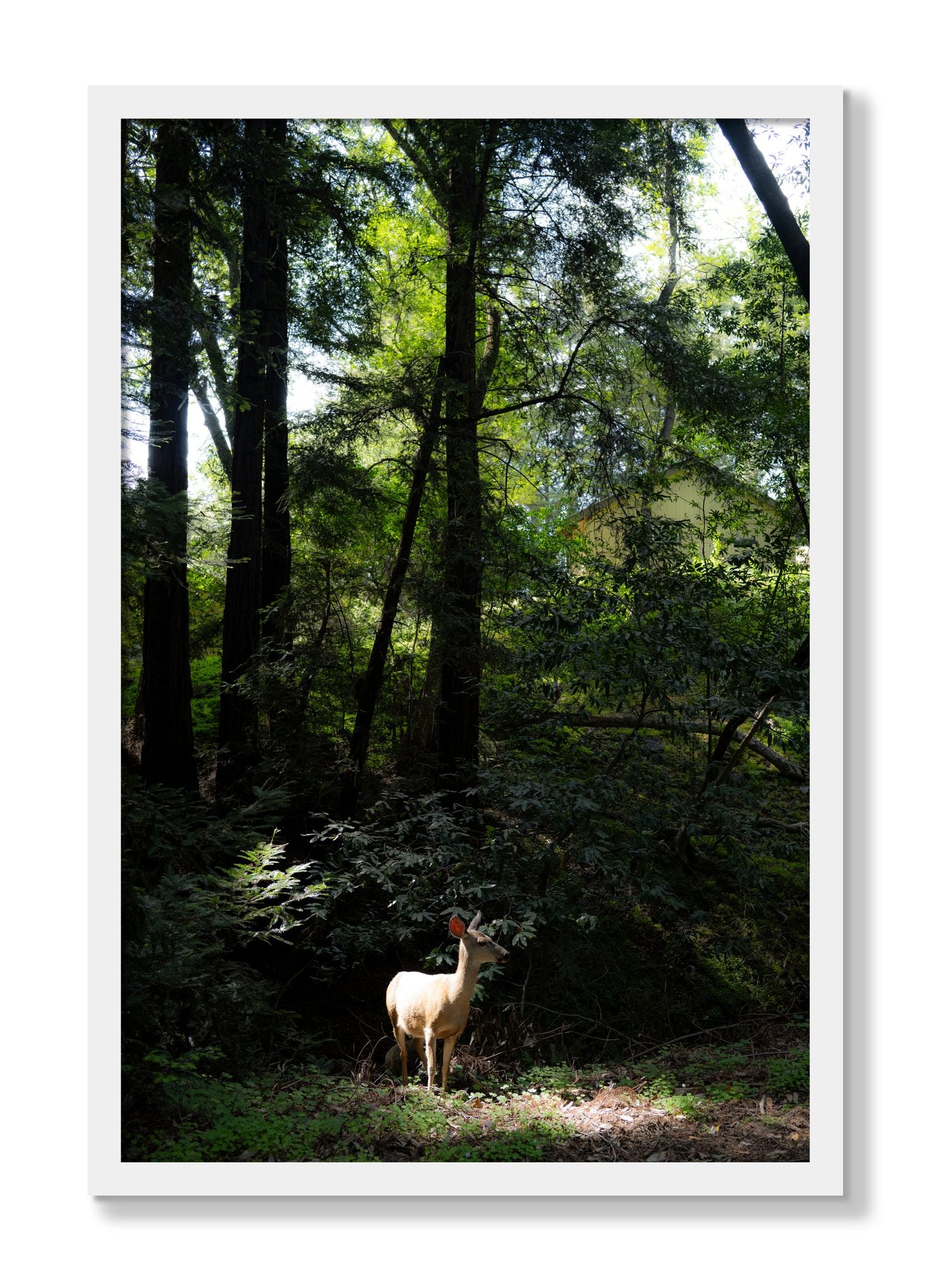 Framed photograph of Doe by Dylan Ozanich, White frame, Full Bleed
