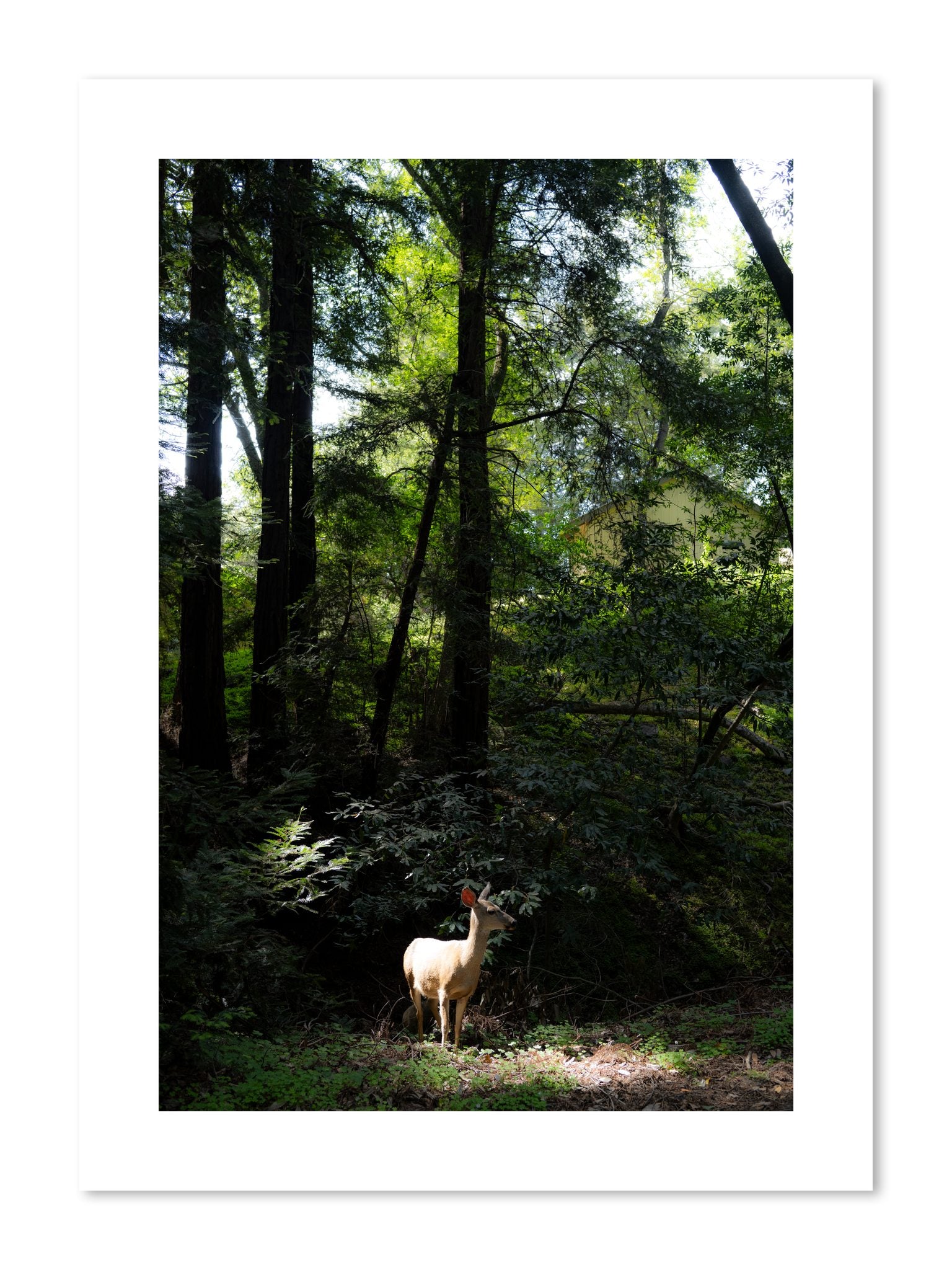 Fine art print of Doe by Dylan Ozanich, unframed