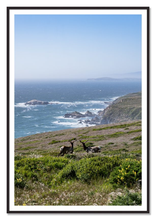 Elk On The Bluff by Dylan Ozanich, 48×72 print with a White Border in a Black Walnut frame
