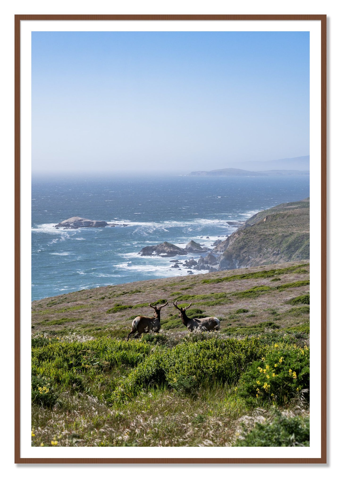 Elk On The Bluff by Dylan Ozanich, 48×72 print with a White Border in a Walnut frame