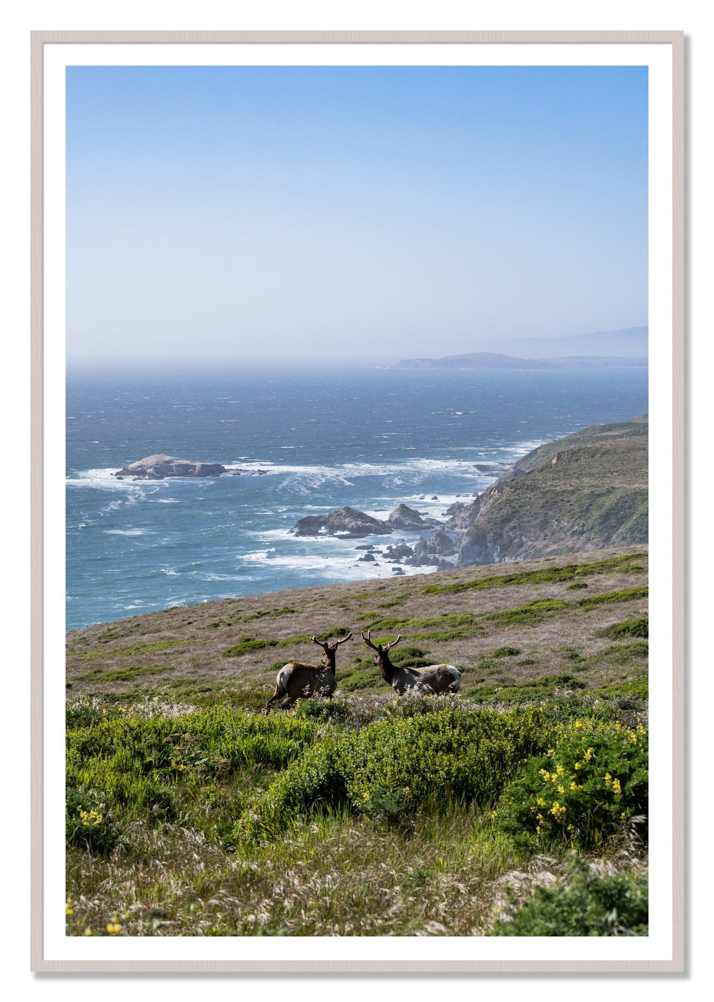Elk On The Bluff by Dylan Ozanich, 48×72 print with a White Border in a White Maple frame