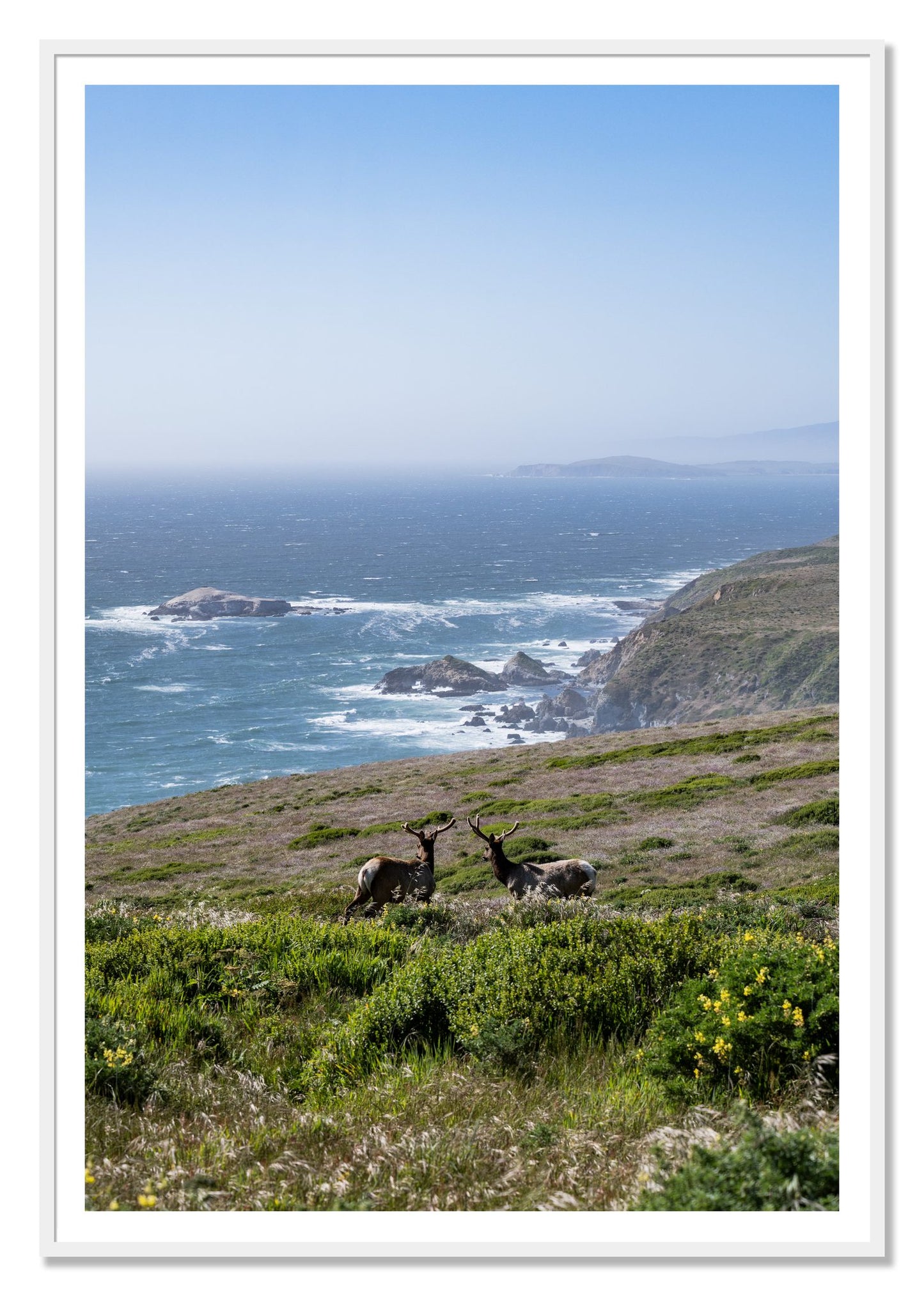 Elk On The Bluff by Dylan Ozanich, 48×72 print with a White Border in a White frame