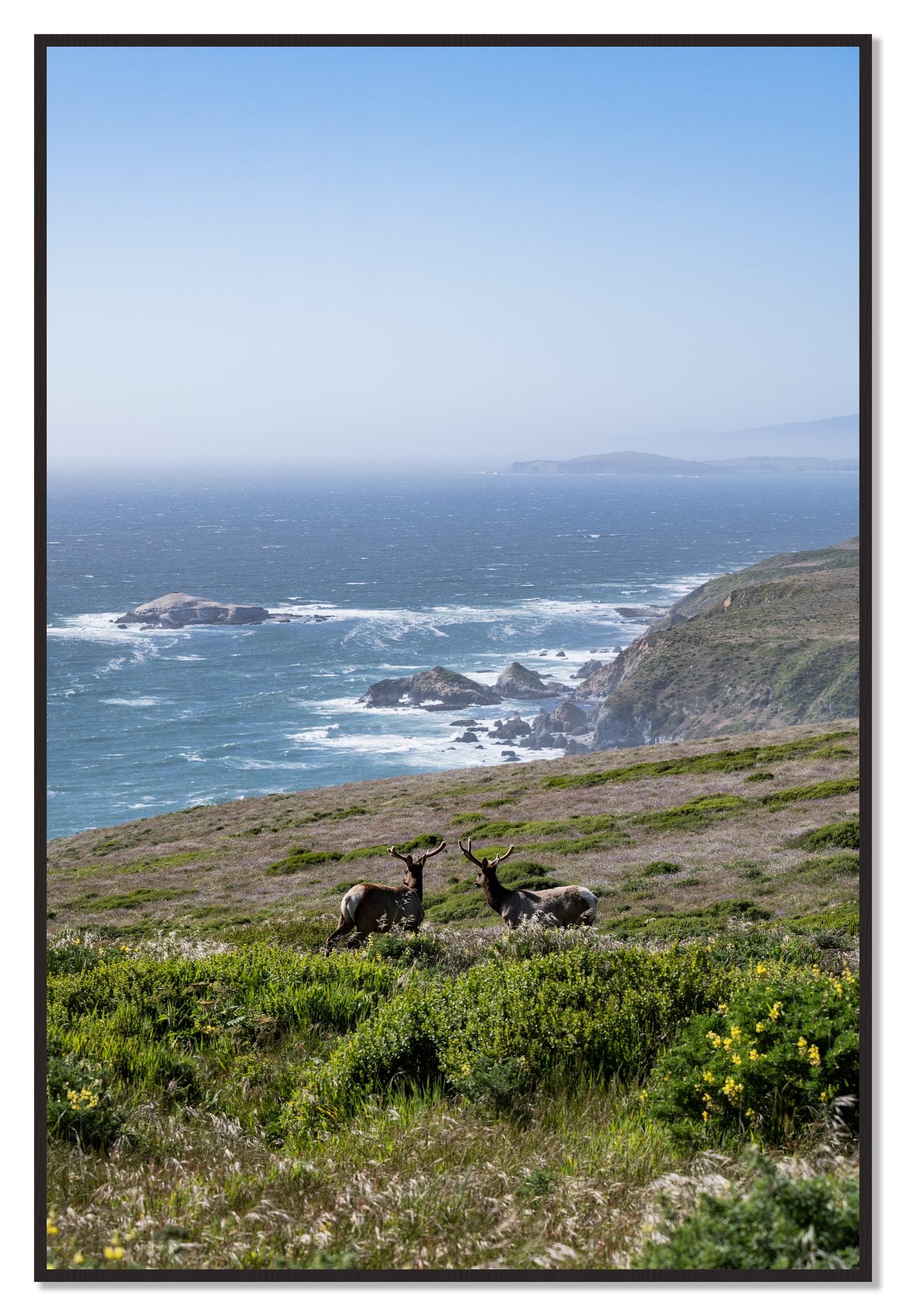 Elk On The Bluff by Dylan Ozanich, 48×72 Full Bleed Print in a Black Walnut frame