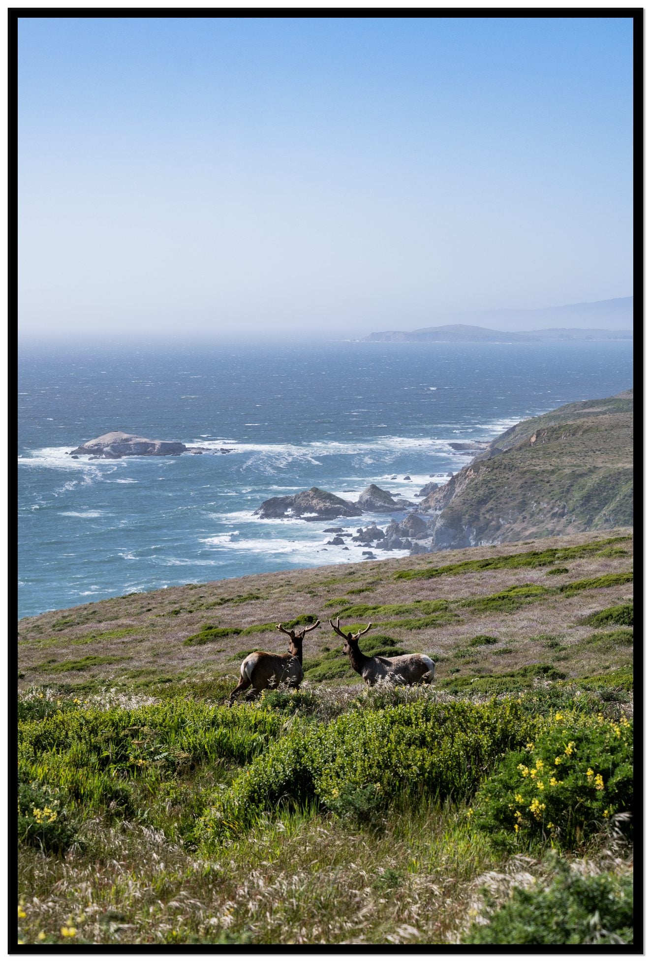 Elk On The Bluff by Dylan Ozanich, 48×72 Full Bleed Print in a Black frame