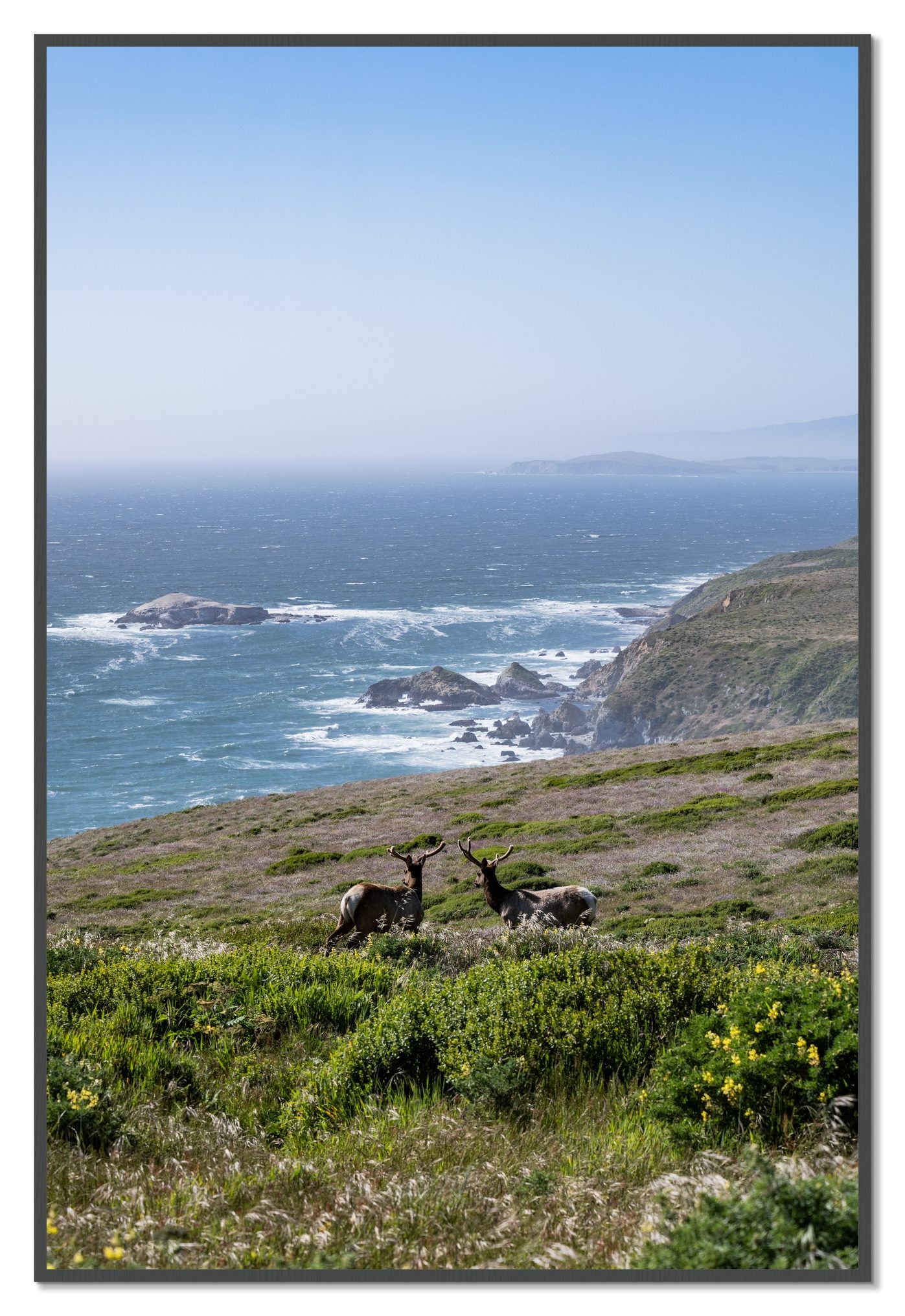 Elk On The Bluff by Dylan Ozanich, 48×72 Full Bleed Print in a Grey frame