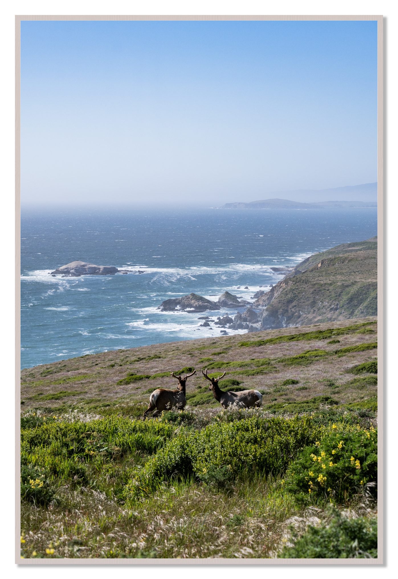 Elk On The Bluff by Dylan Ozanich, 48×72 Full Bleed Print in a White Maple frame