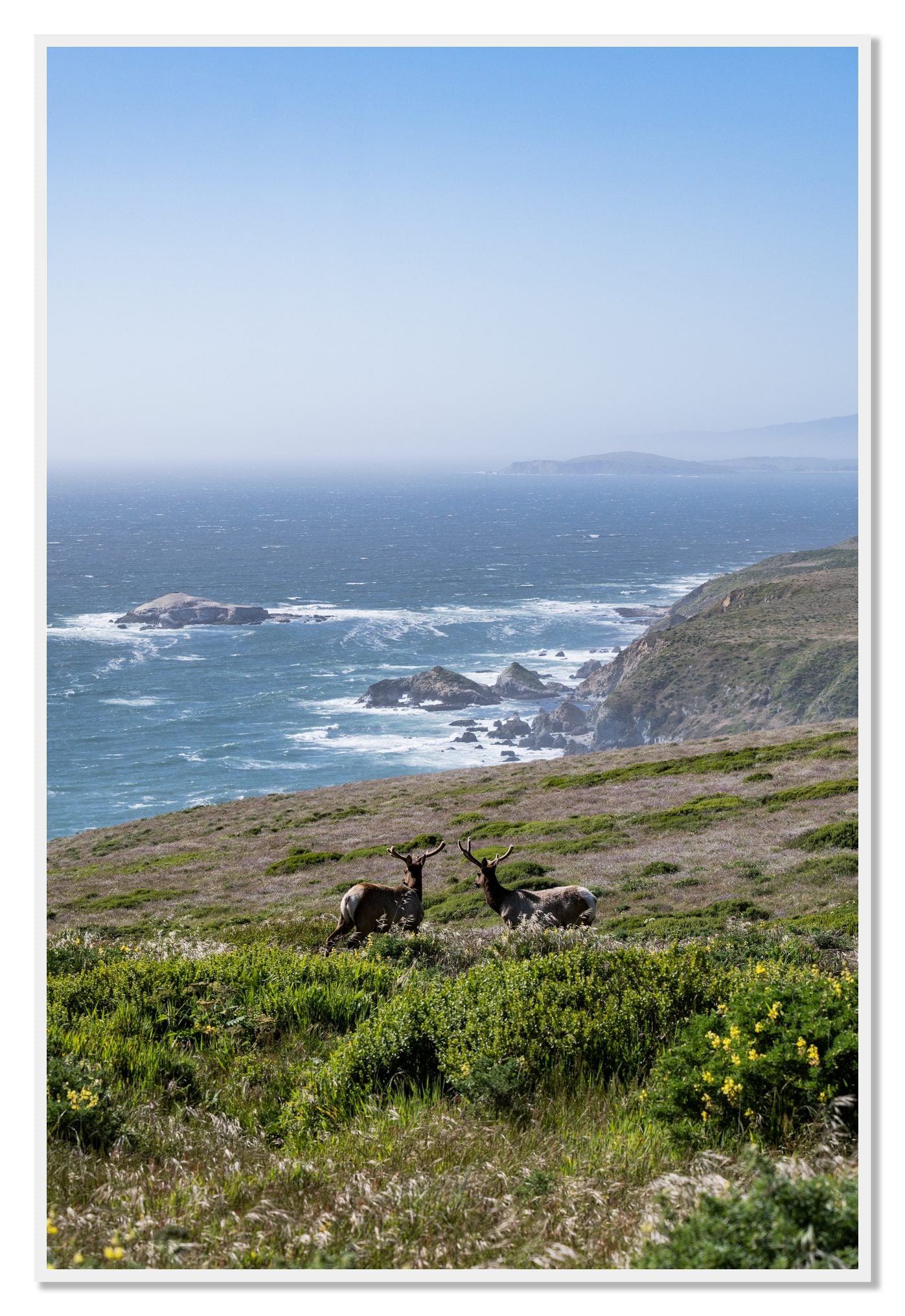 Elk On The Bluff by Dylan Ozanich, 48×72 Full Bleed Print in a White frame