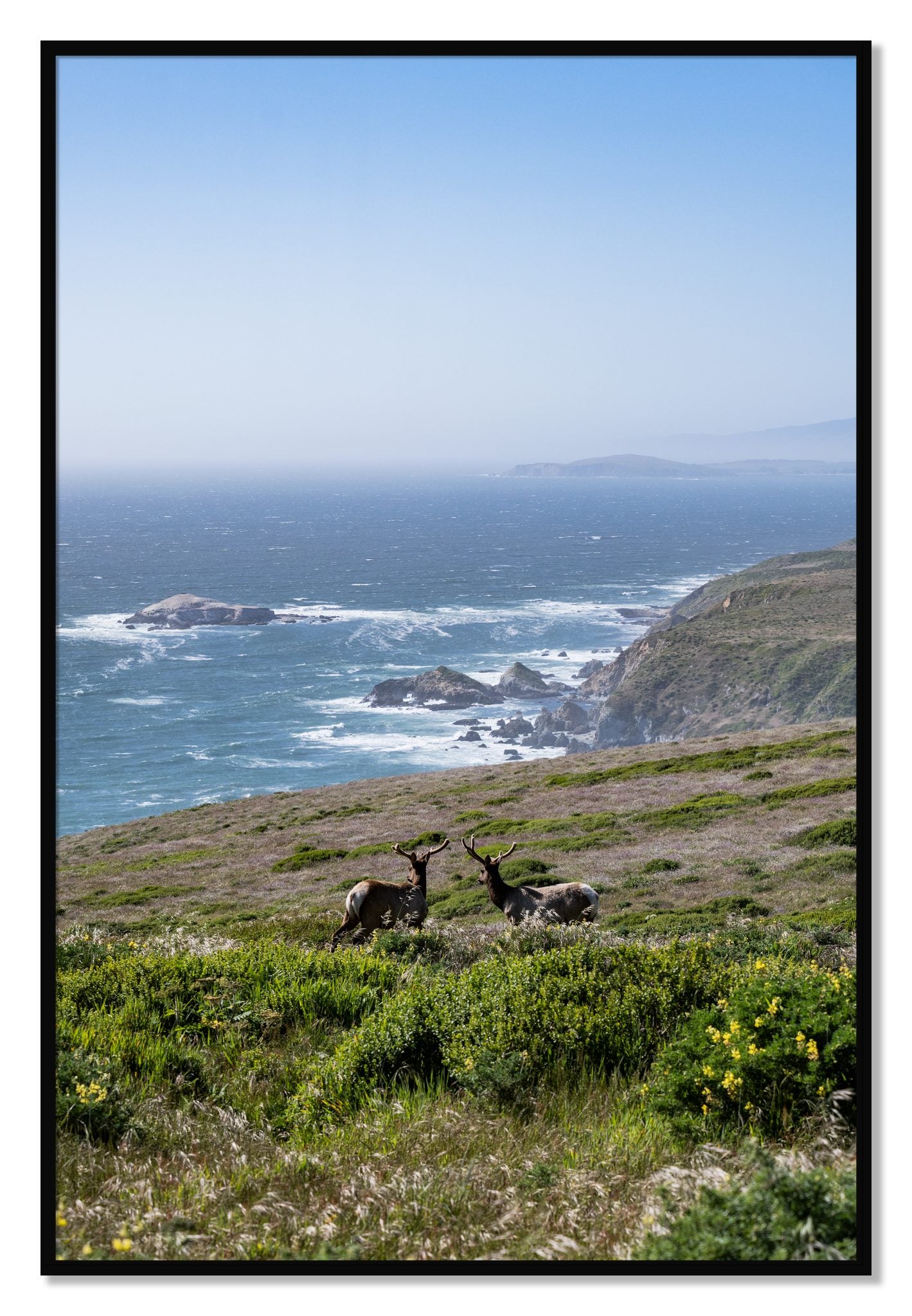 Framed photograph of Elk On The Bluff by Dylan Ozanich, Black frame, Full Bleed