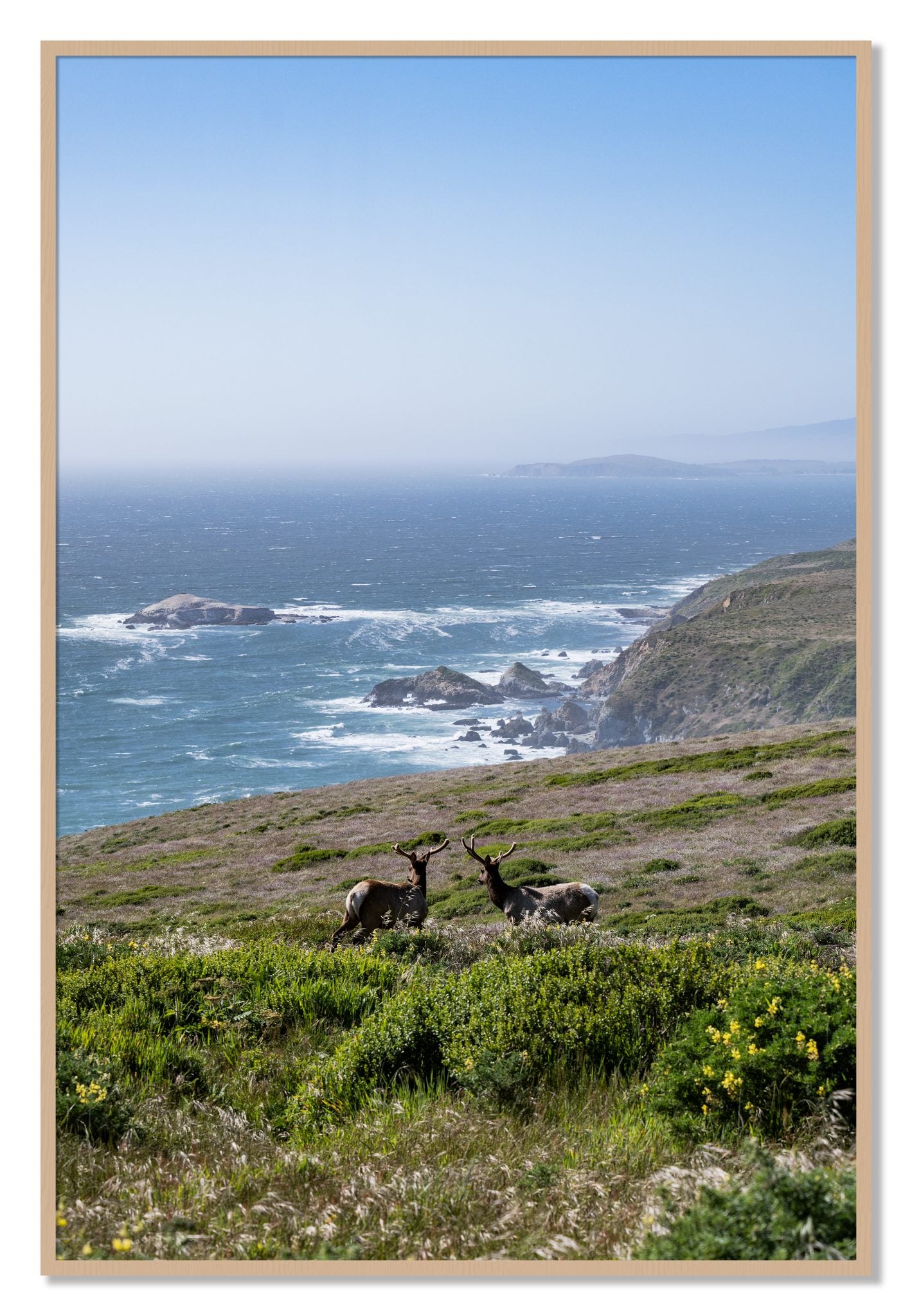 Framed photograph of Elk On The Bluff by Dylan Ozanich, Oak frame, Full Bleed