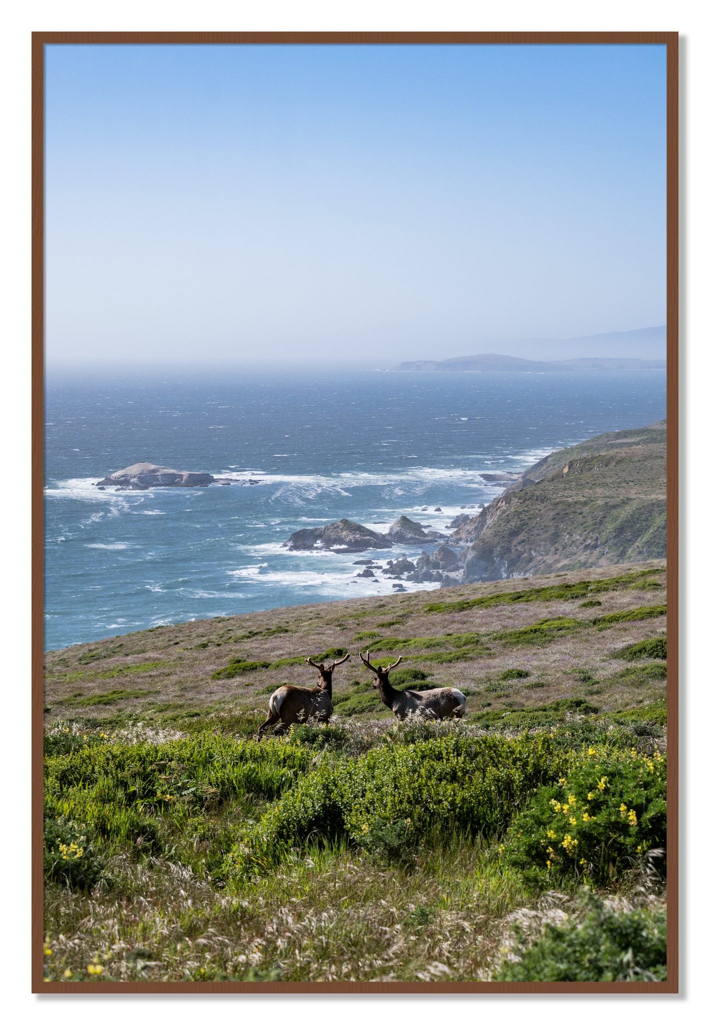 Framed photograph of Elk On The Bluff by Dylan Ozanich, Walnut frame, Full Bleed