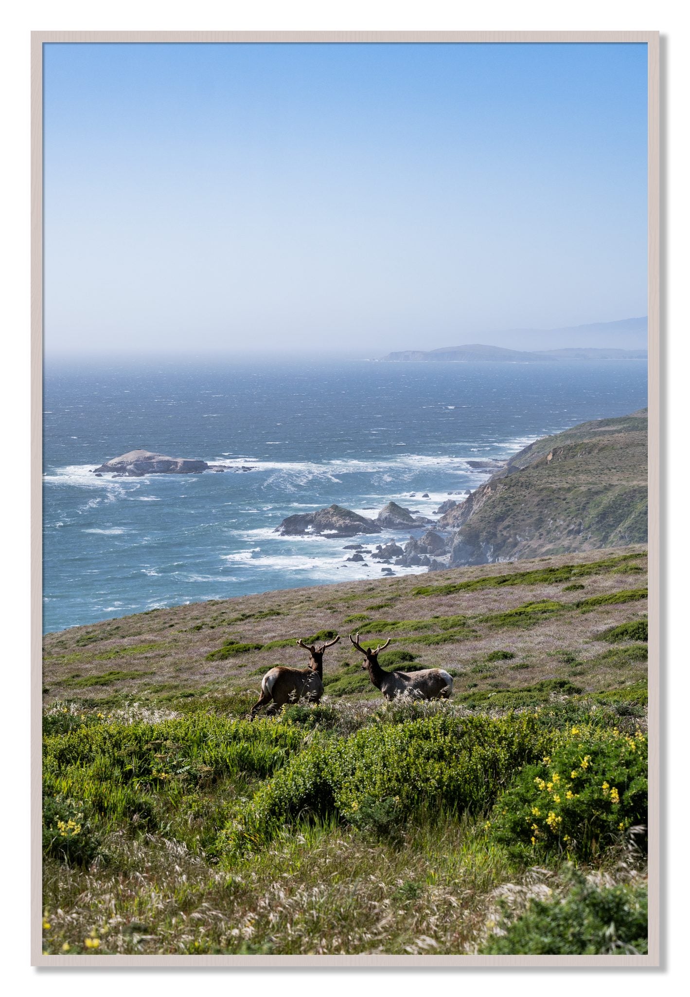 Framed photograph of Elk On The Bluff by Dylan Ozanich, White Maple frame, Full Bleed