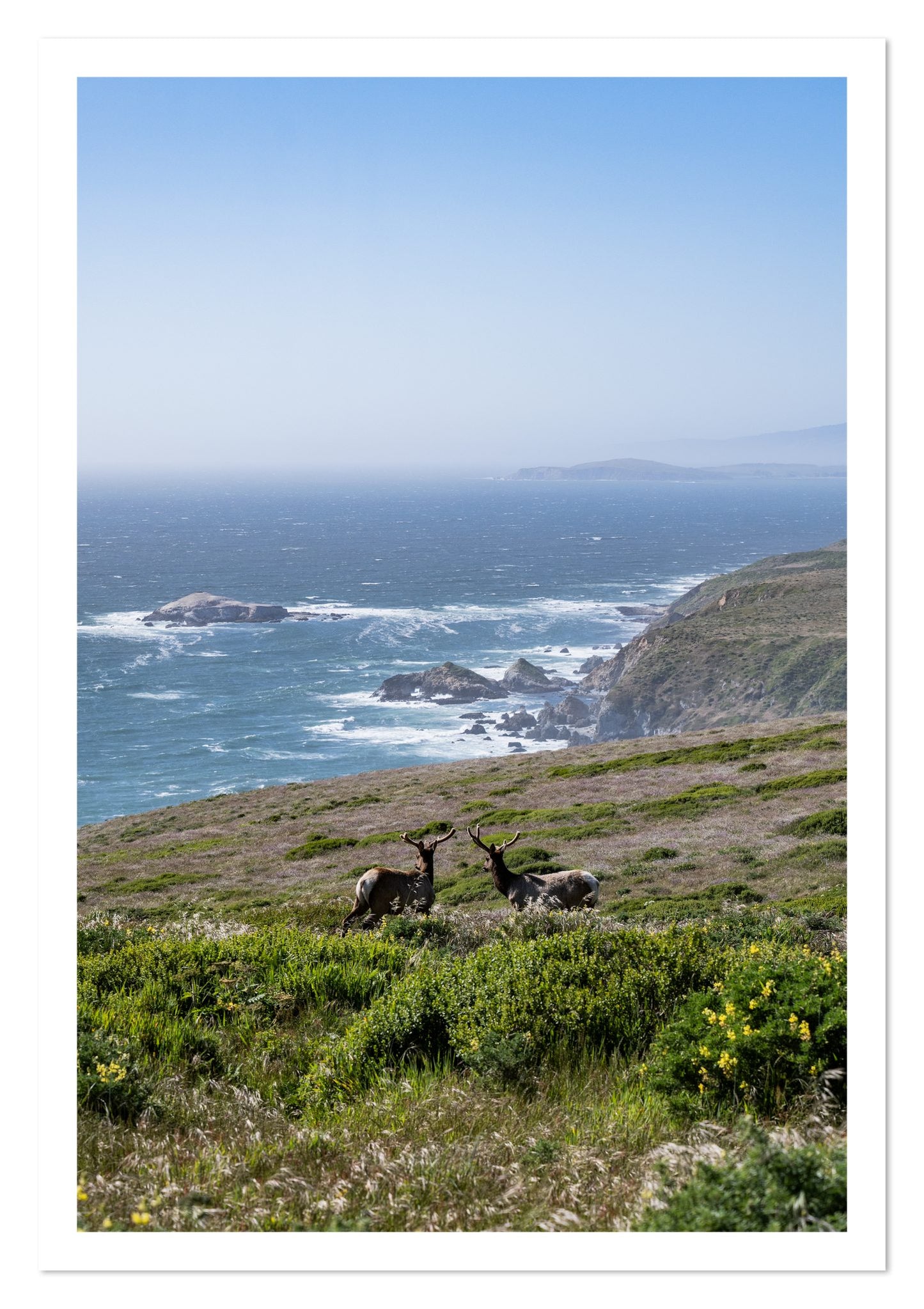 Fine art print of Elk On The Bluff by Dylan Ozanich, unframed