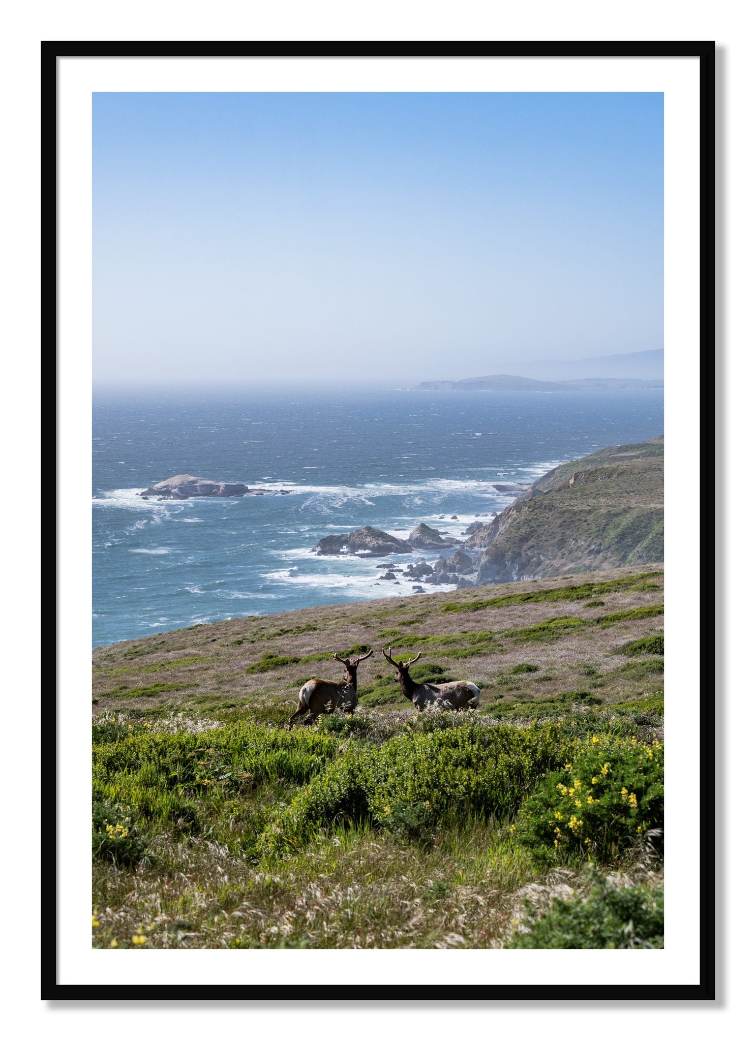 Framed photograph of Elk On The Bluff by Dylan Ozanich, Black frame, Borders