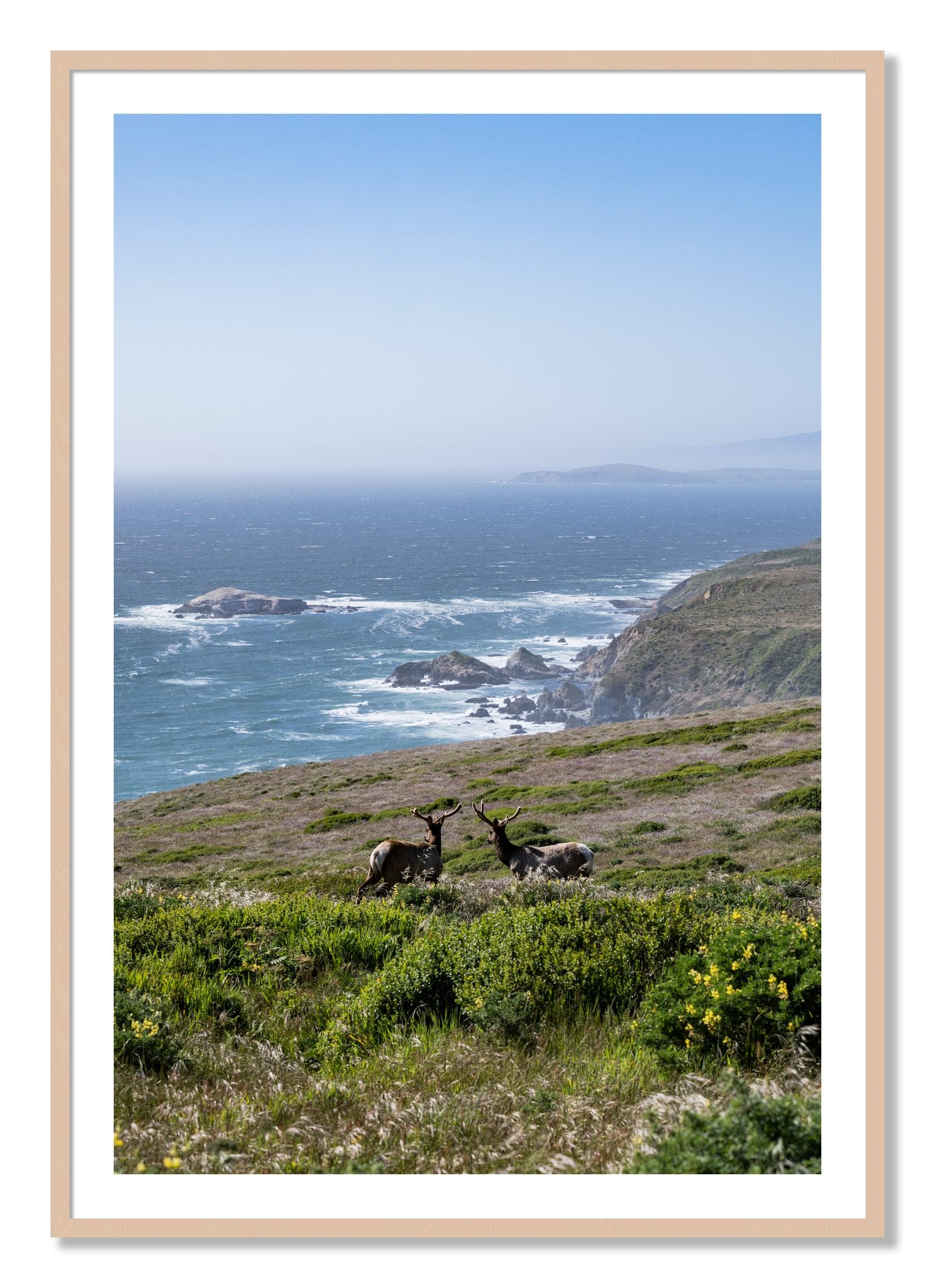 Framed photograph of Elk On The Bluff by Dylan Ozanich, Maple frame, Borders