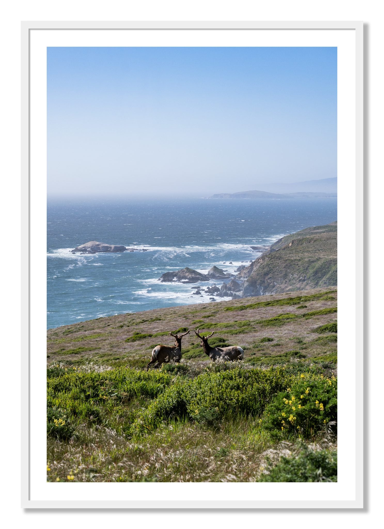 Framed photograph of Elk On The Bluff by Dylan Ozanich, White frame, Borders