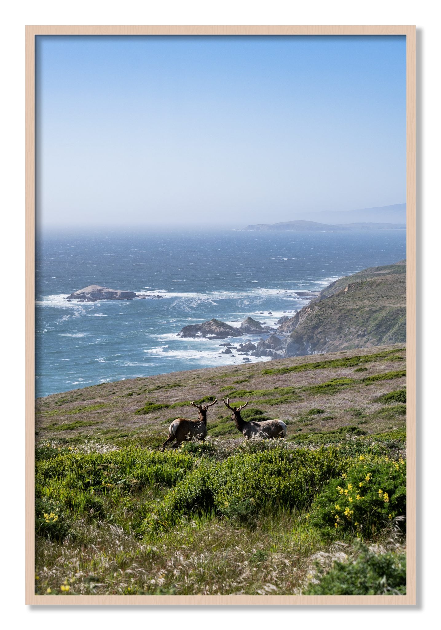 Framed photograph of Elk On The Bluff by Dylan Ozanich, Maple frame, Full Bleed