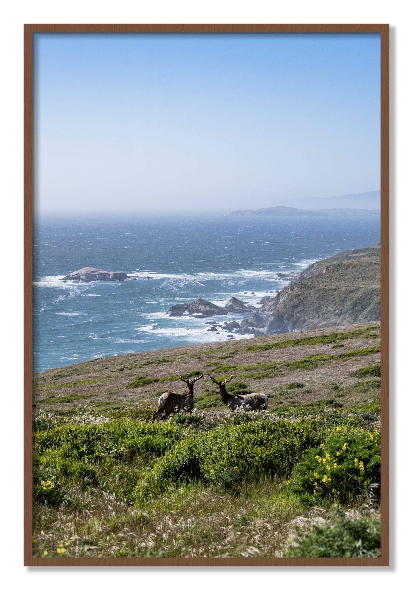 Framed photograph of Elk On The Bluff by Dylan Ozanich, Walnut frame, Full Bleed