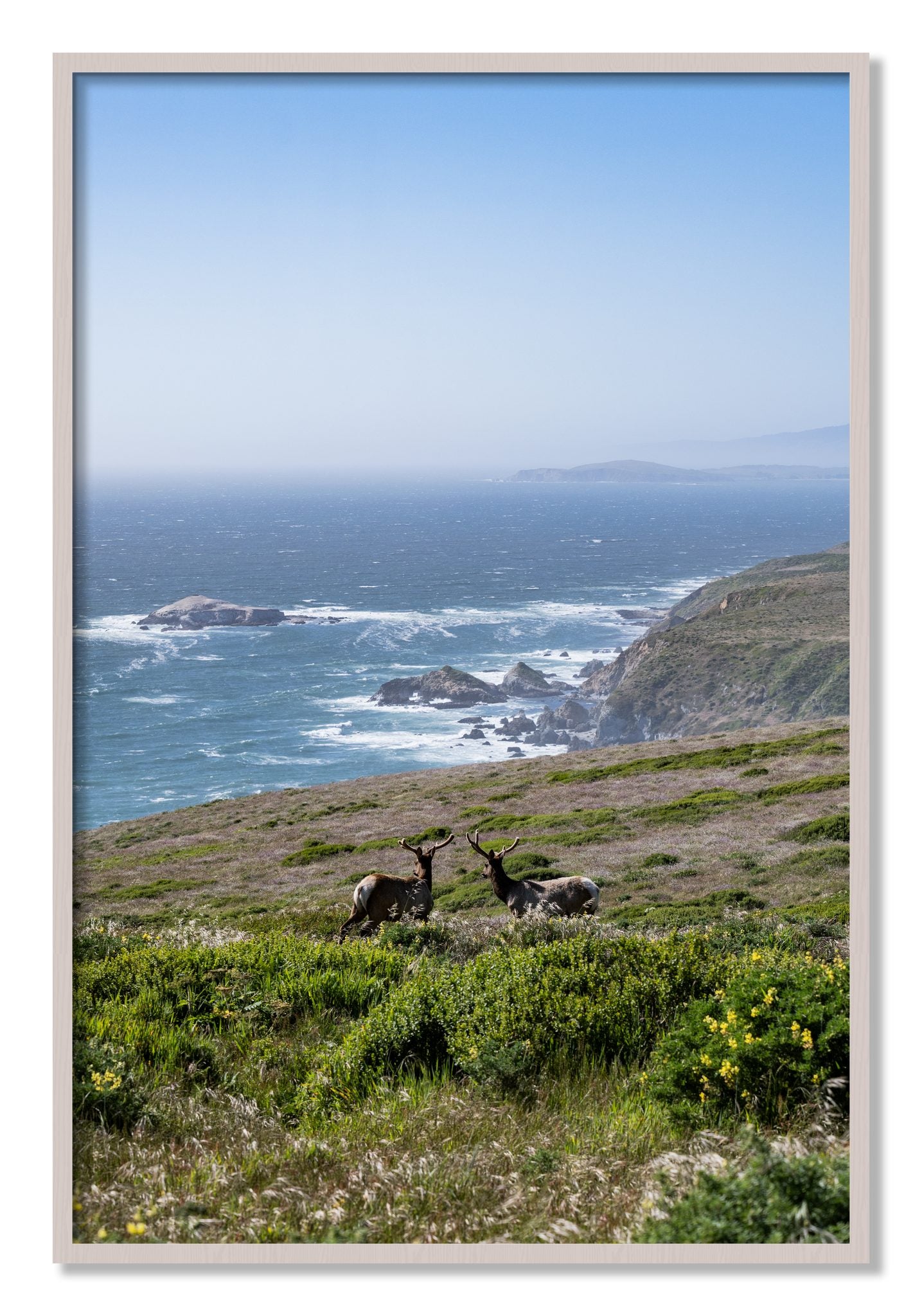 Framed photograph of Elk On The Bluff by Dylan Ozanich, White Maple frame, Full Bleed