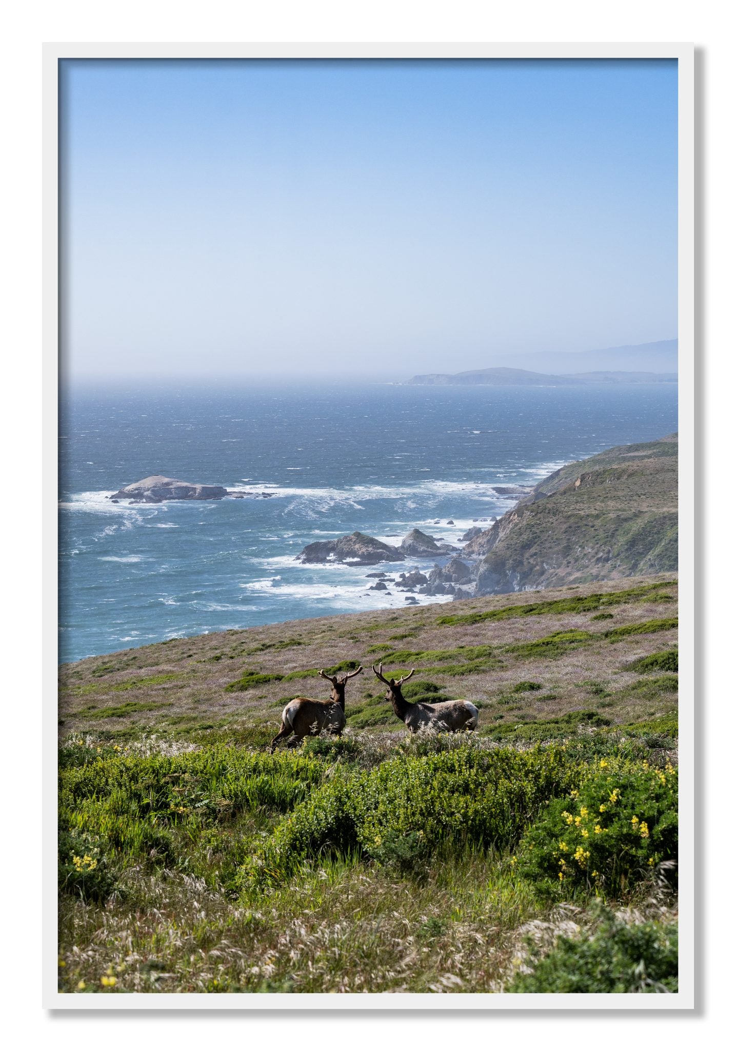 Framed photograph of Elk On The Bluff by Dylan Ozanich, White frame, Full Bleed