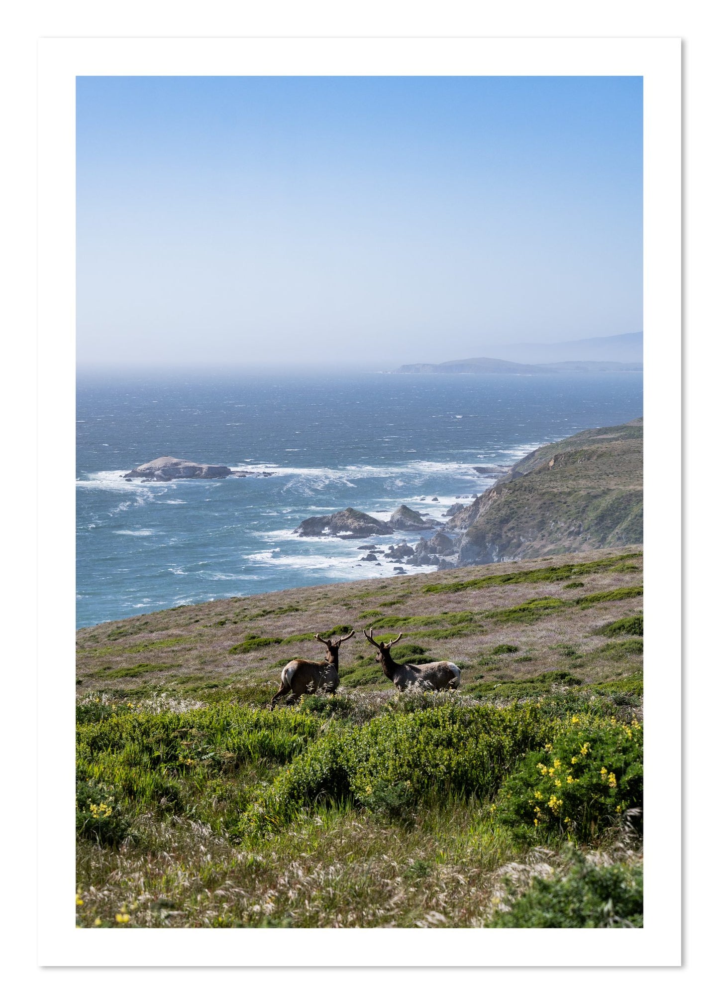 Fine art print of Elk On The Bluff by Dylan Ozanich, unframed