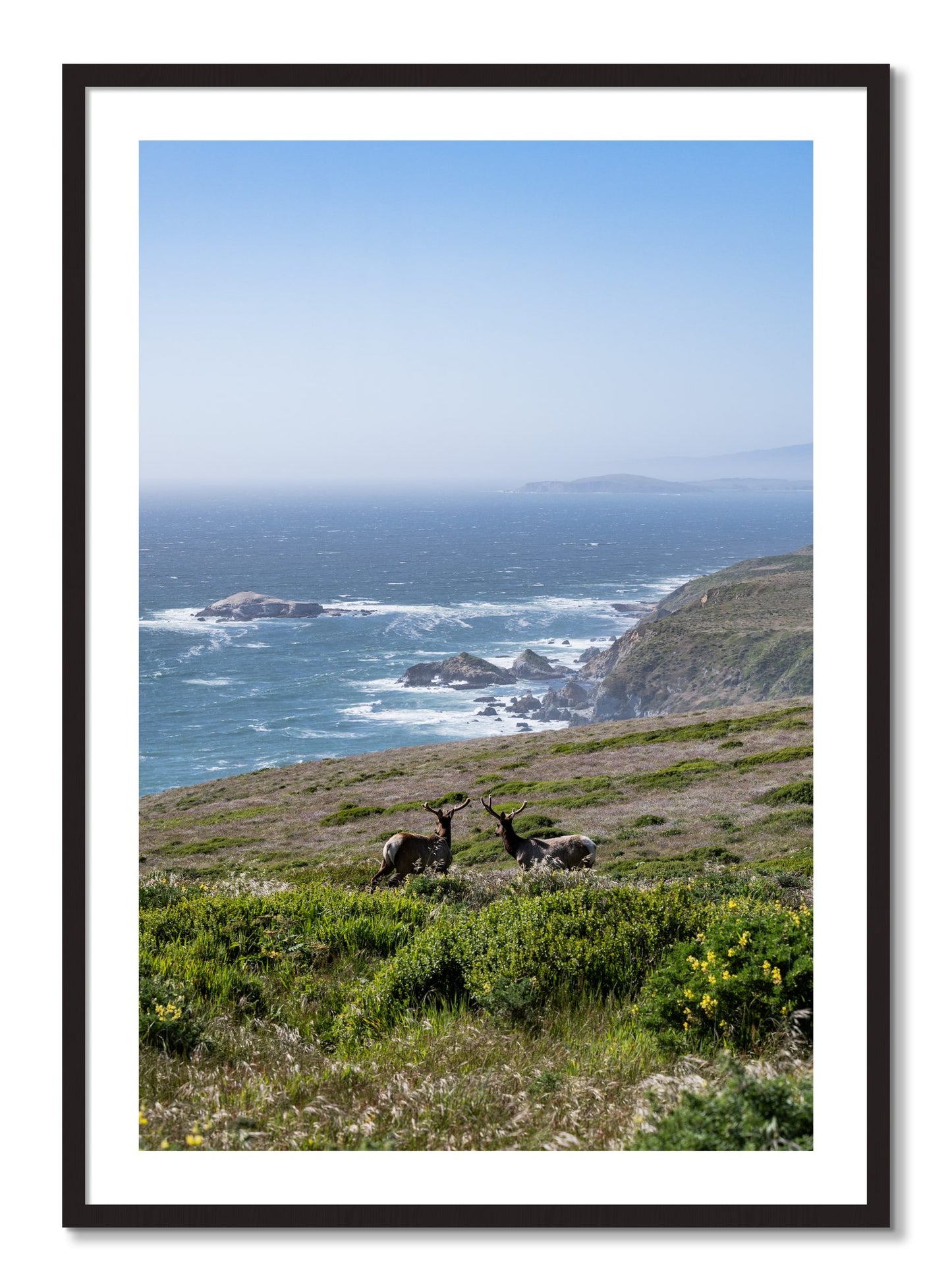 Framed photograph of Elk On The Bluff by Dylan Ozanich, Black Walnut frame, Borders